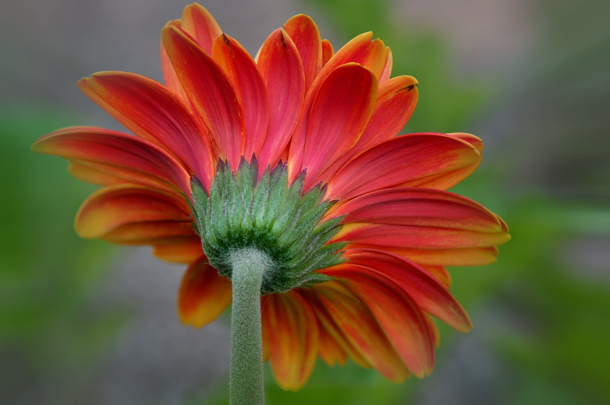 Free download wallpaper Nature, Flowers, Flower, Close Up, Earth, Red Flower on your PC desktop