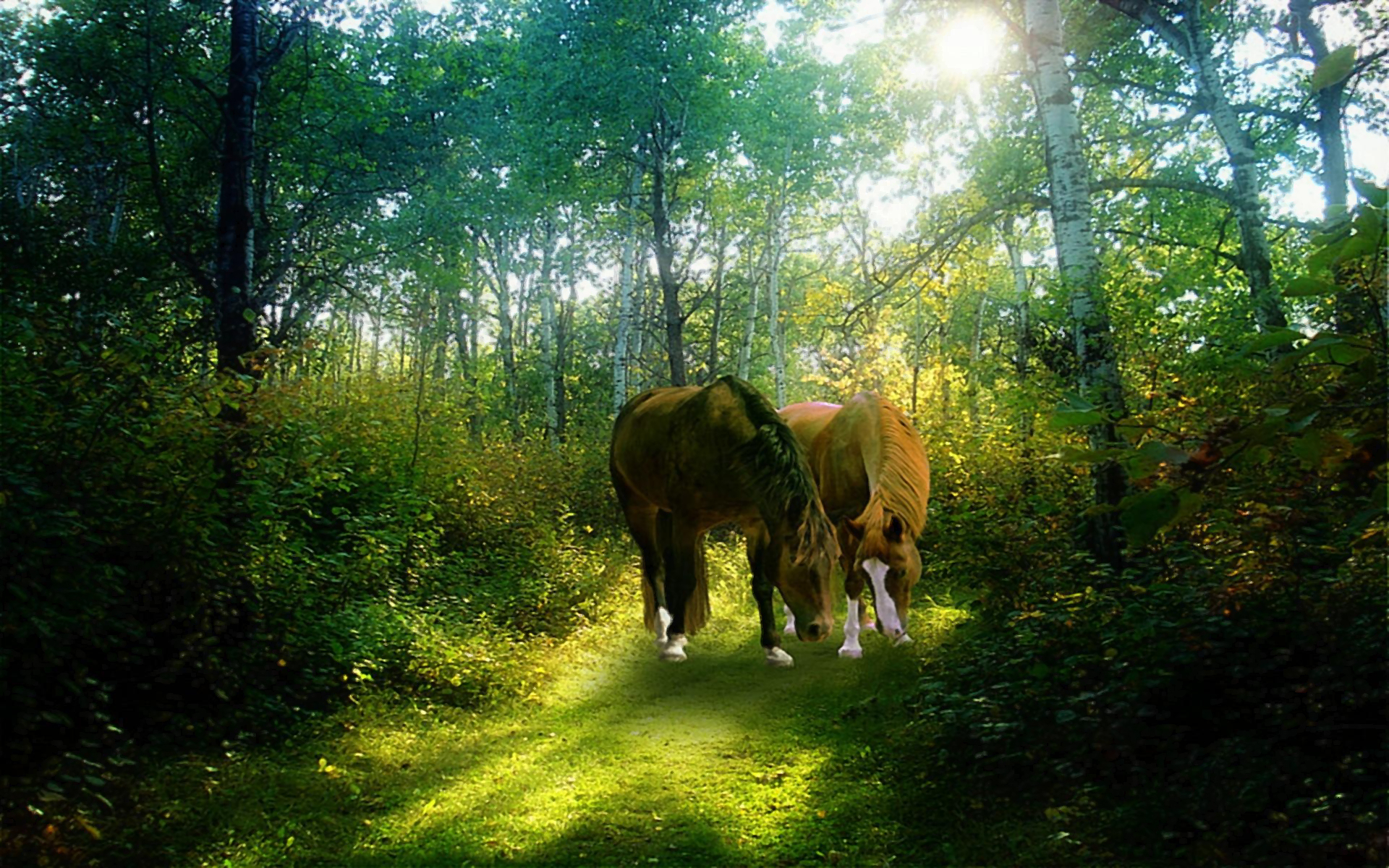 Download mobile wallpaper Grass, Tree, Field, Animal, Horse for free.