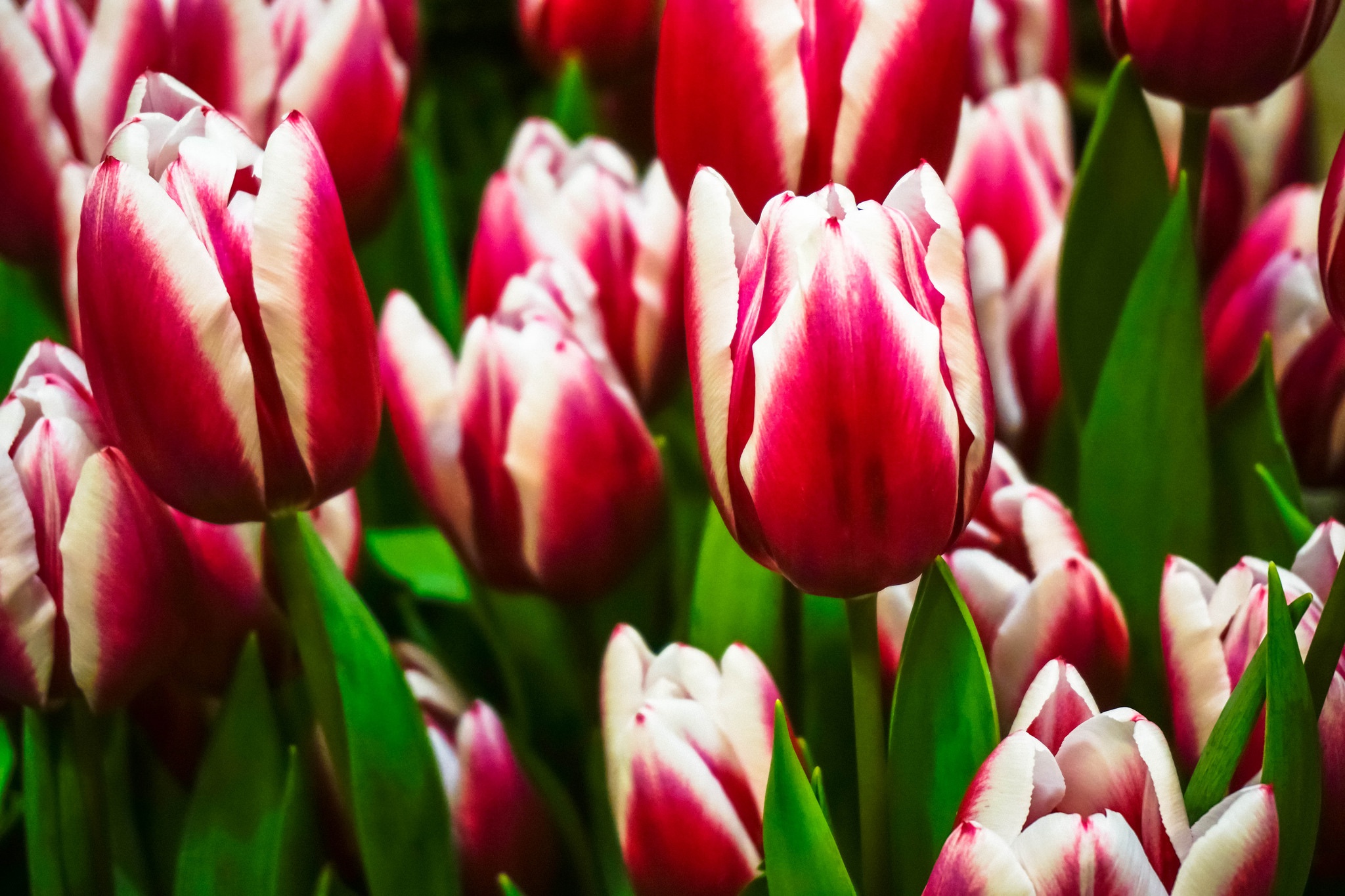 Téléchargez gratuitement l'image Fleurs, Fleur, Tulipe, La Nature, Terre/nature, Fleur Rose sur le bureau de votre PC