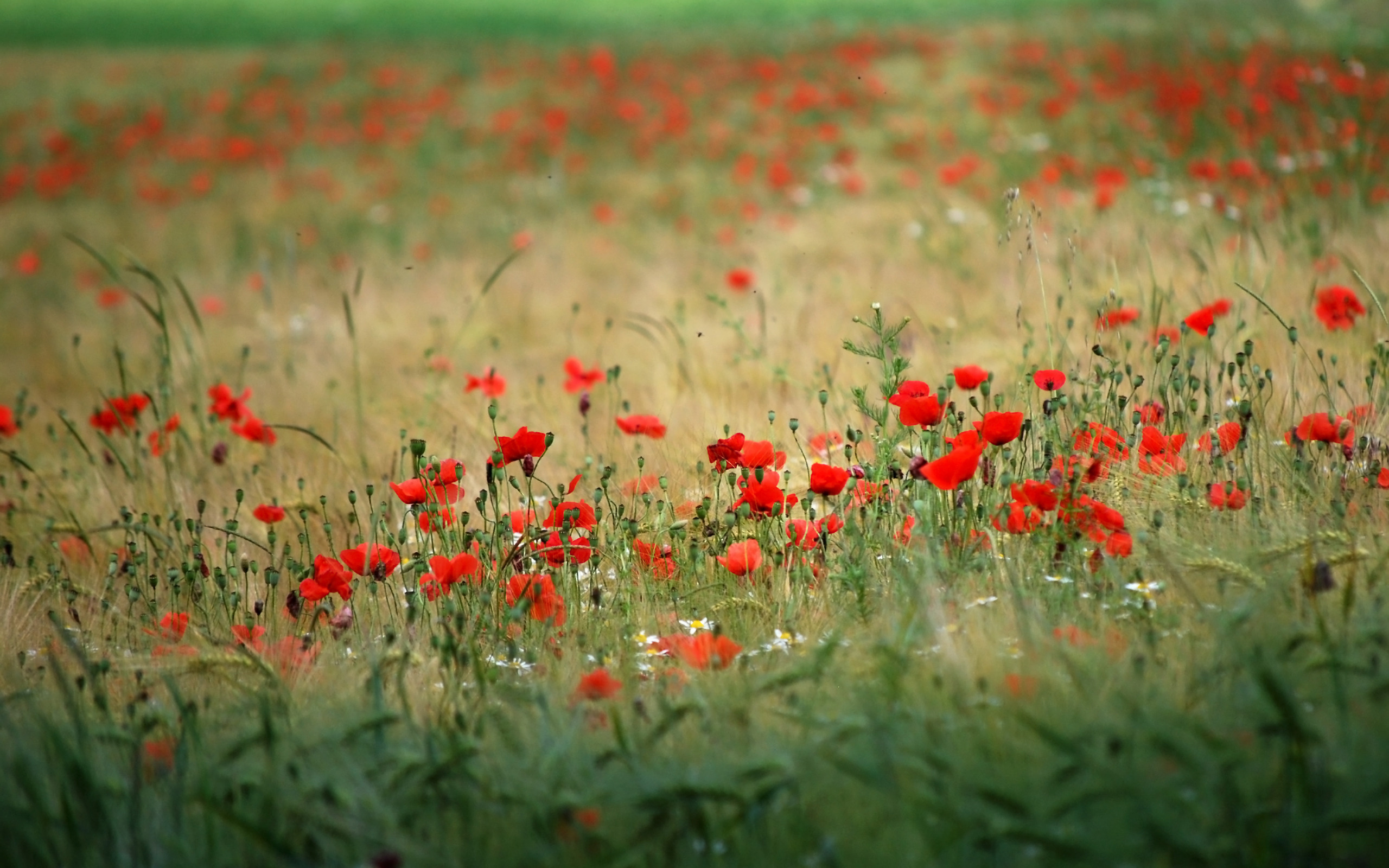 Download mobile wallpaper Poppy, Flowers, Flower, Earth for free.