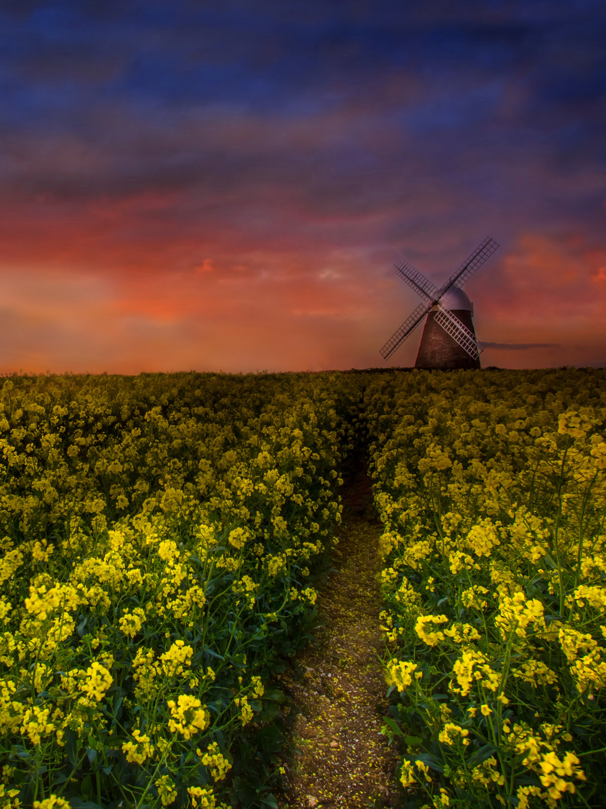 Download mobile wallpaper Flower, Field, Windmill, Man Made, Rapeseed for free.