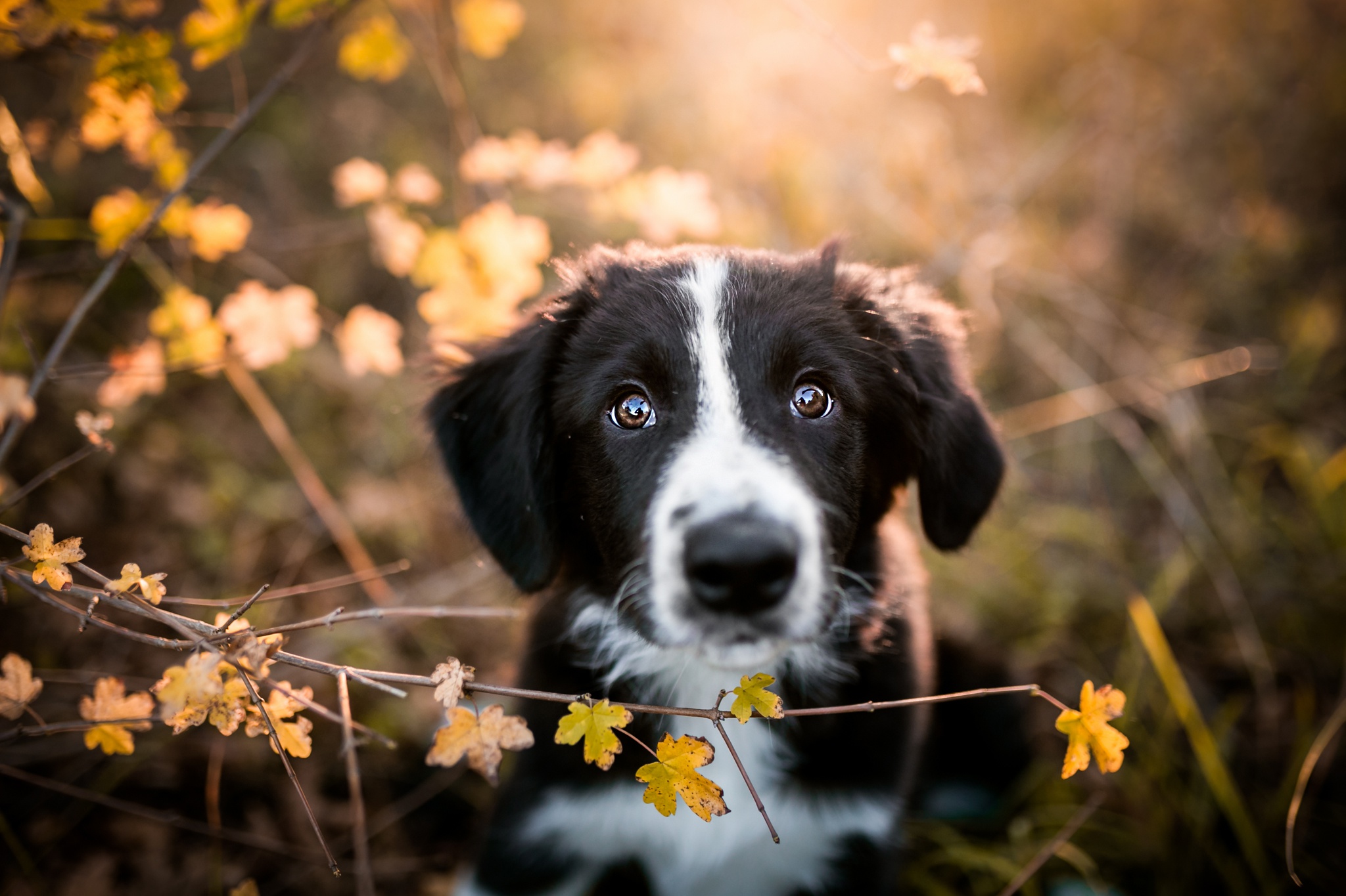 Download mobile wallpaper Dogs, Dog, Animal, Puppy, Border Collie, Baby Animal for free.