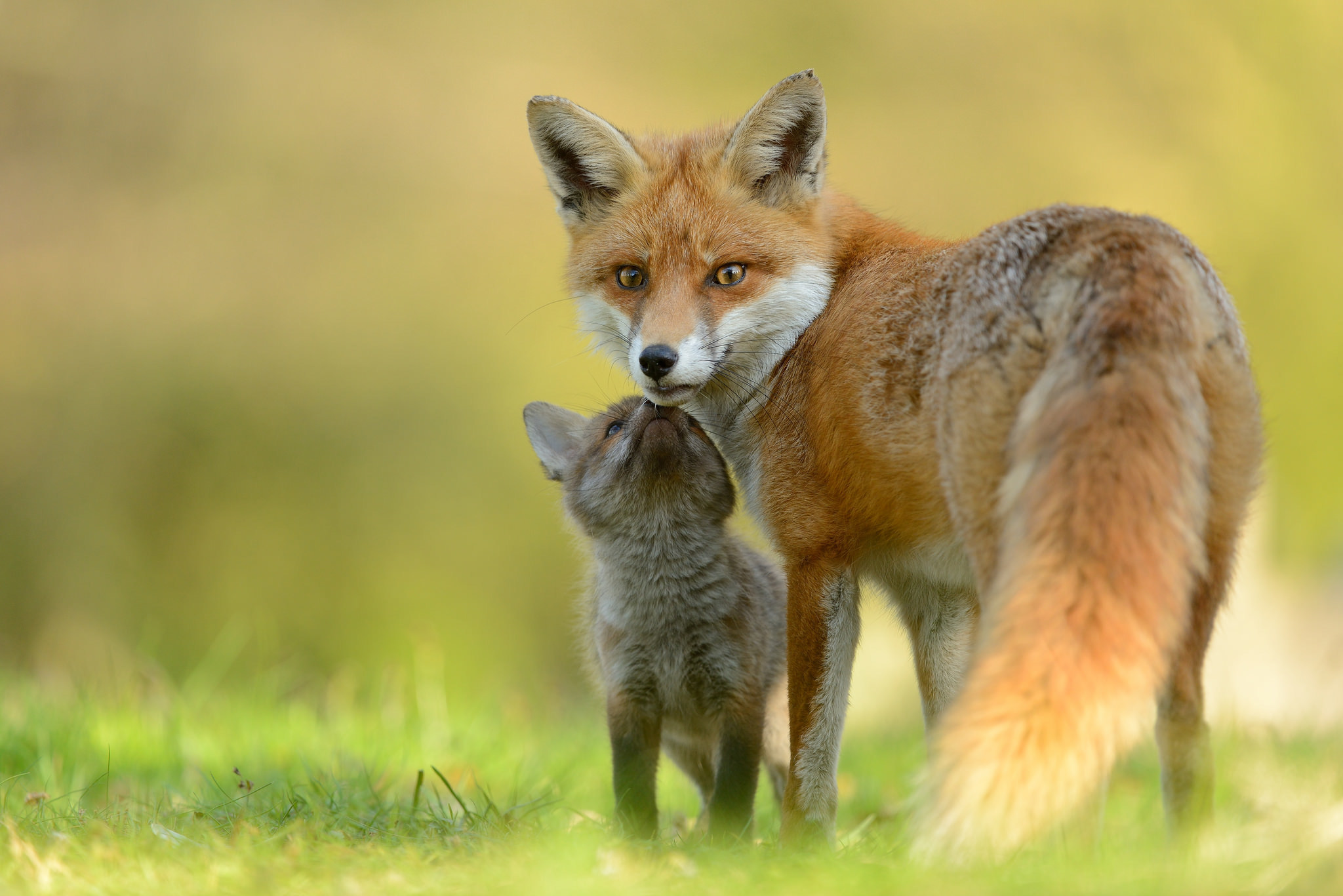 Download mobile wallpaper Fox, Blur, Animal, Baby Animal, Cub for free.