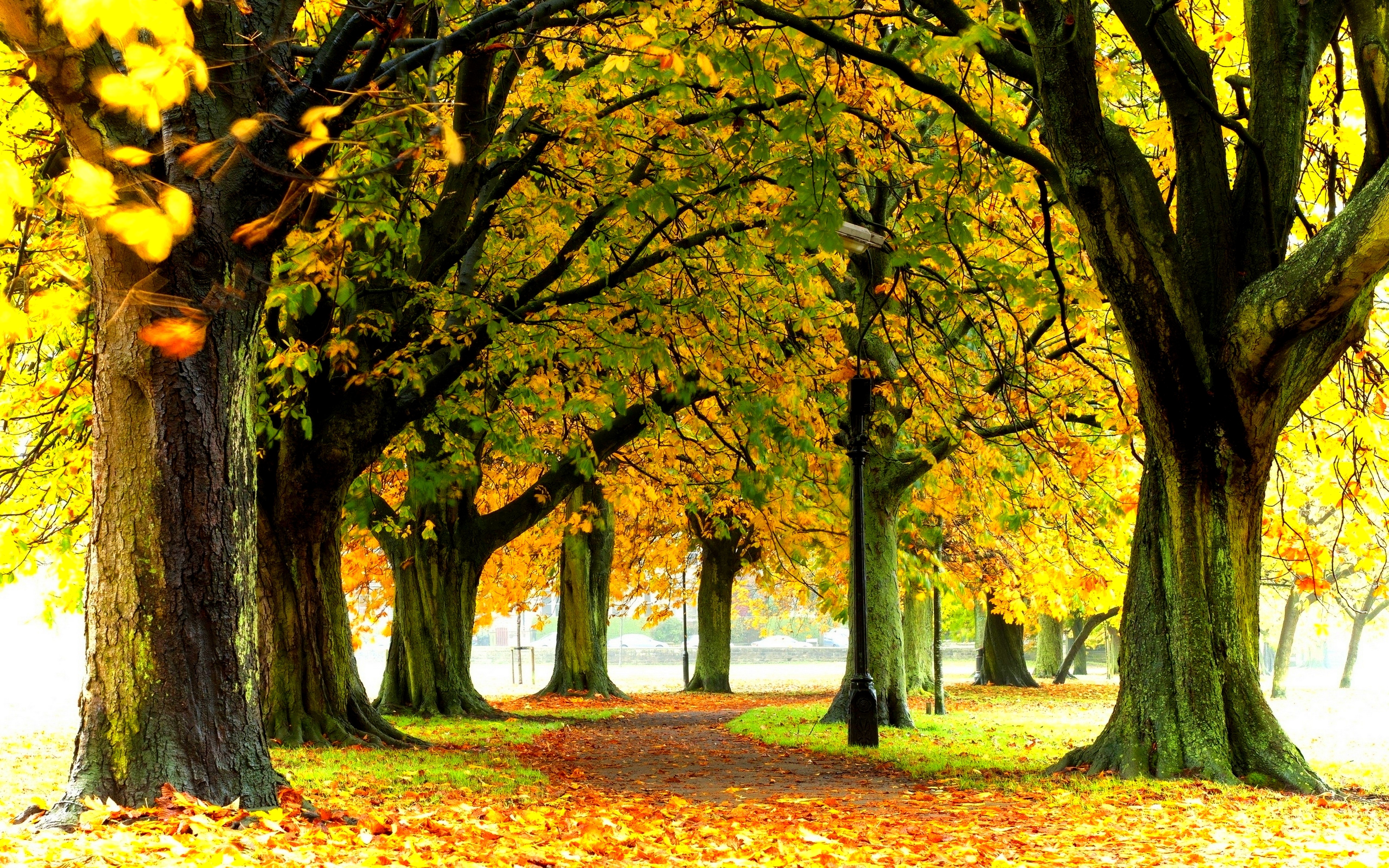 Download mobile wallpaper Park, Tree, Fall, Earth, Path, Photography for free.