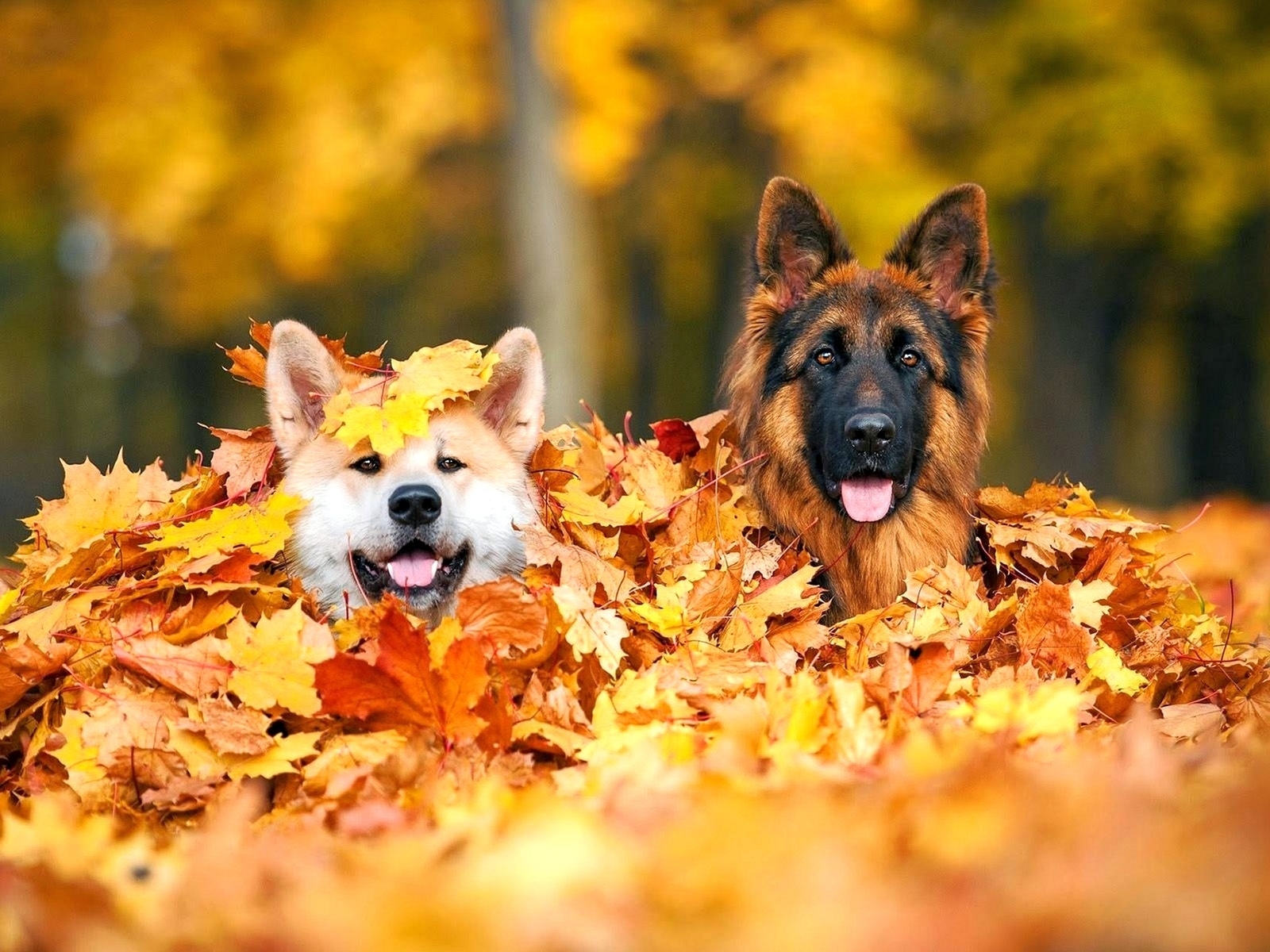無料モバイル壁紙動物, 秋, 葉, 犬, ジャーマンシェパードをダウンロードします。