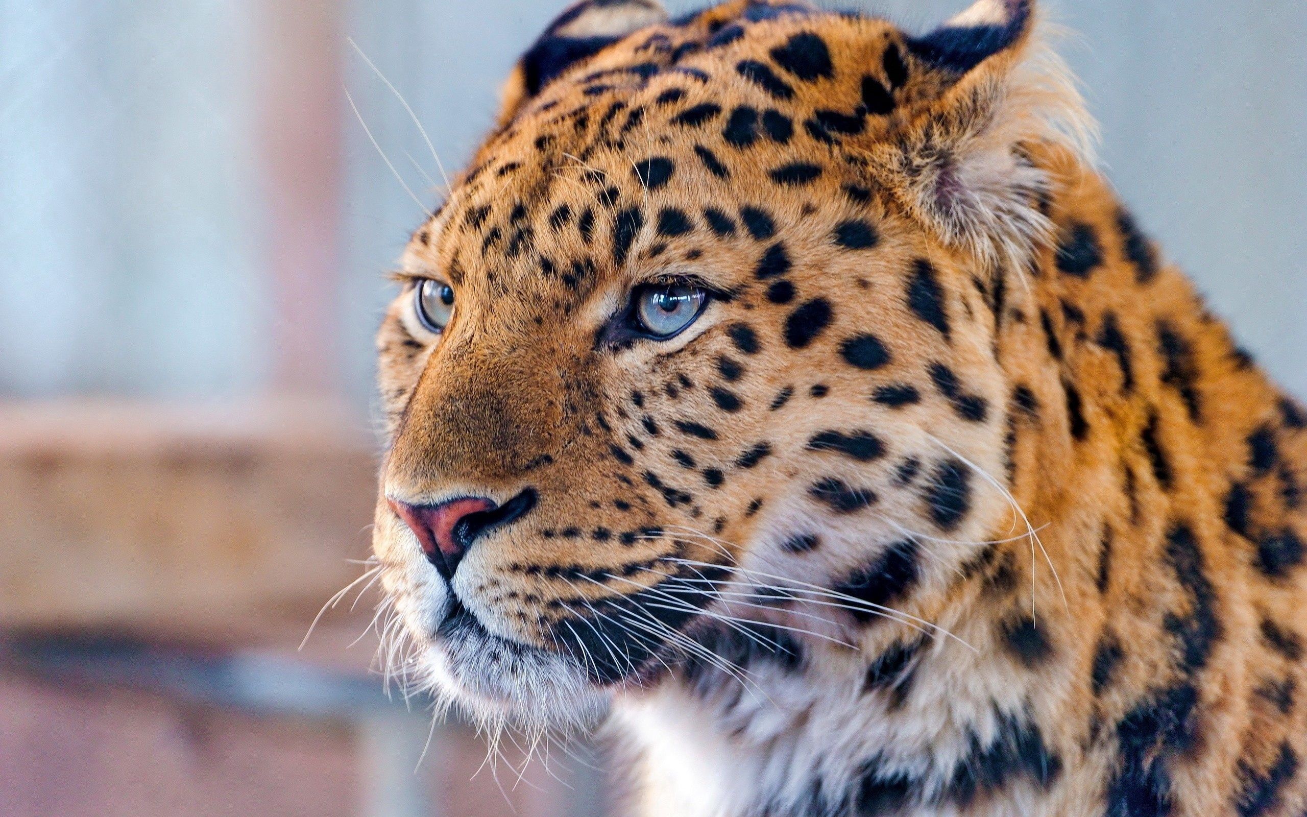 124458 Hintergrundbild herunterladen tiere, leopard, raubtier, predator, sicht, meinung, blauäugig - Bildschirmschoner und Bilder kostenlos