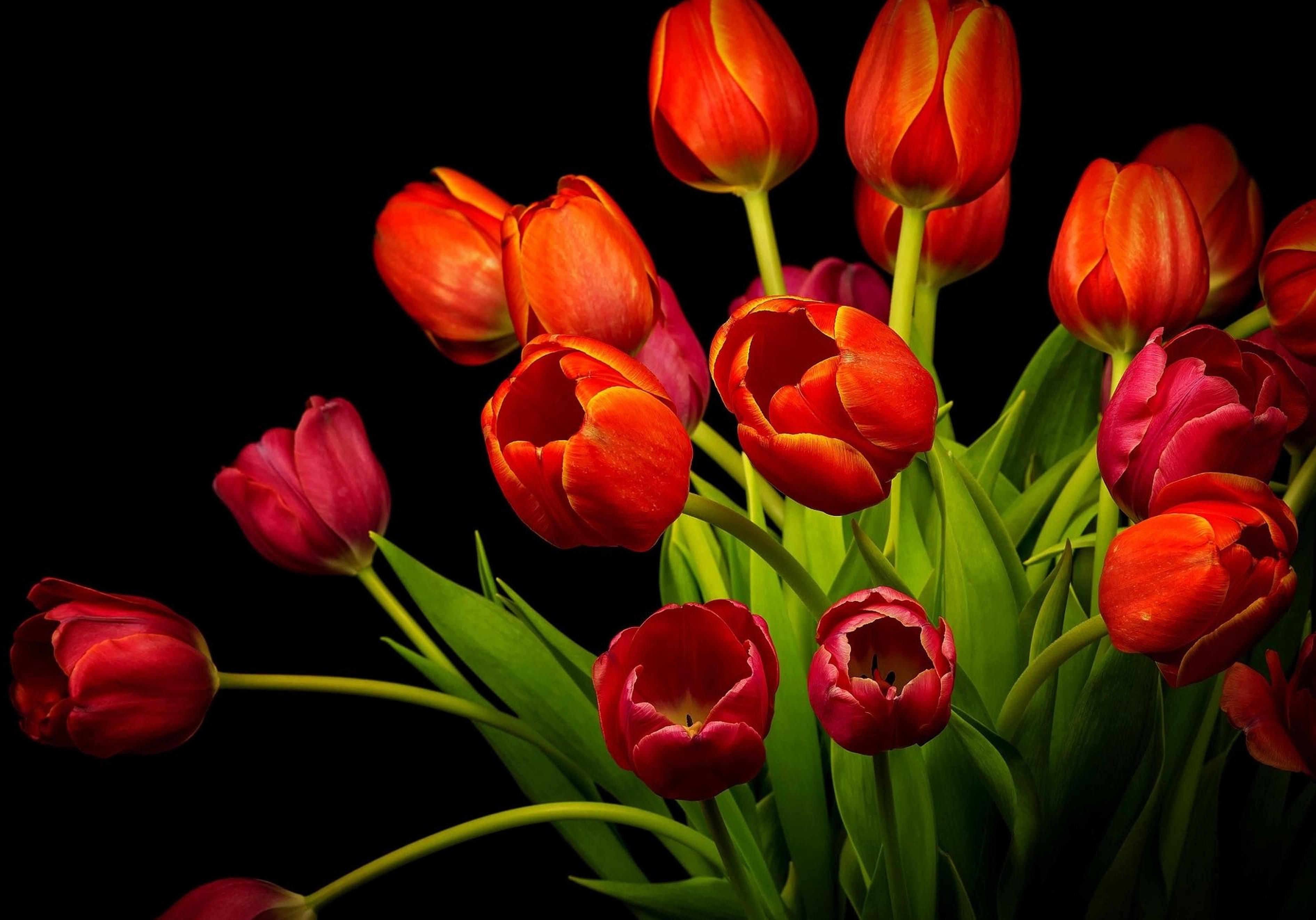 Download mobile wallpaper Flowers, Flower, Earth, Tulip, Orange Flower for free.