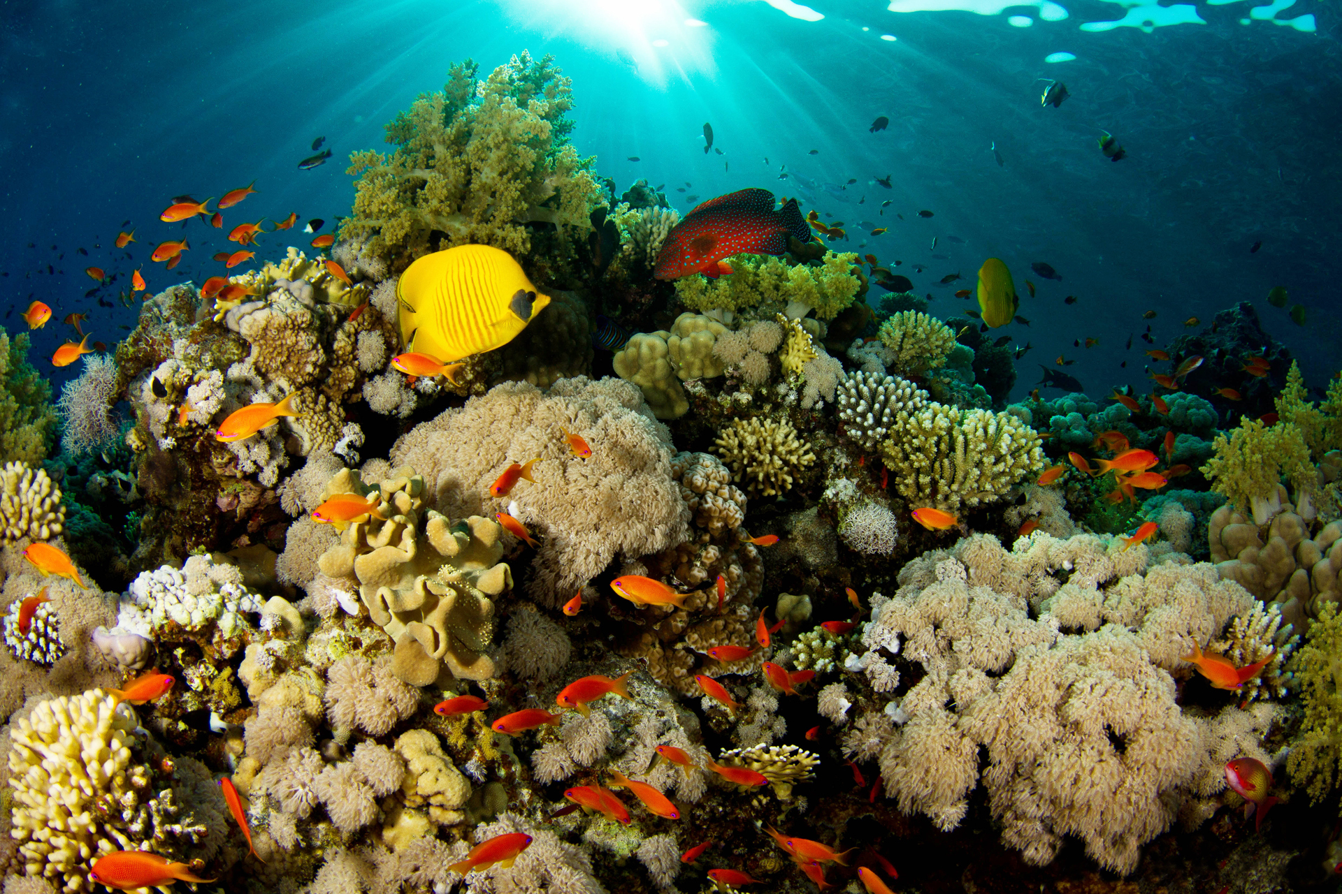 233736 Bild herunterladen tiere, seeleben, koralle, fisch, ozean, meer, unterwasser - Hintergrundbilder und Bildschirmschoner kostenlos