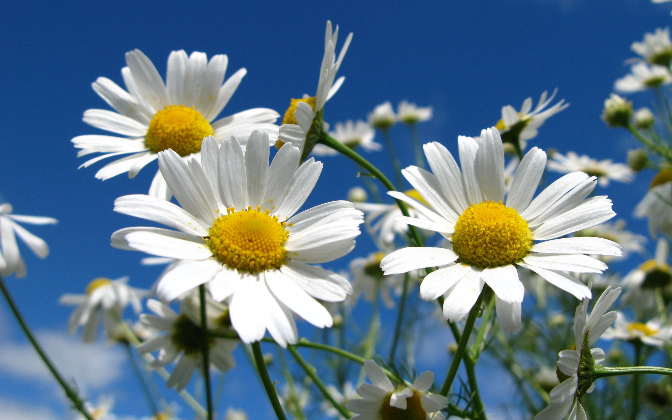 Descarga gratuita de fondo de pantalla para móvil de Flores, Flor, Tierra/naturaleza.