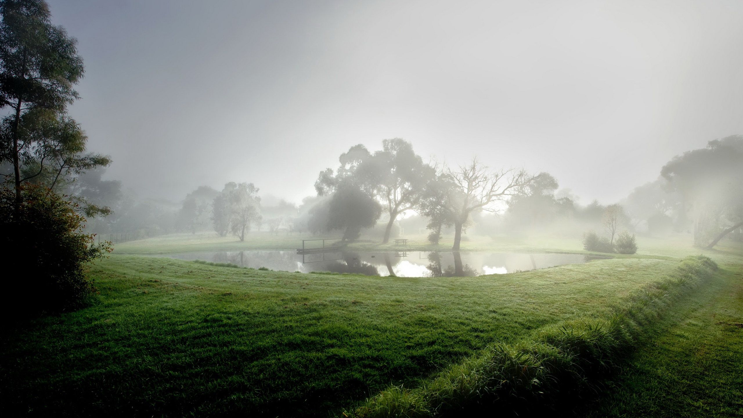 nature, water, trees, summer, fog, morning, cool, pond, basin, coolness