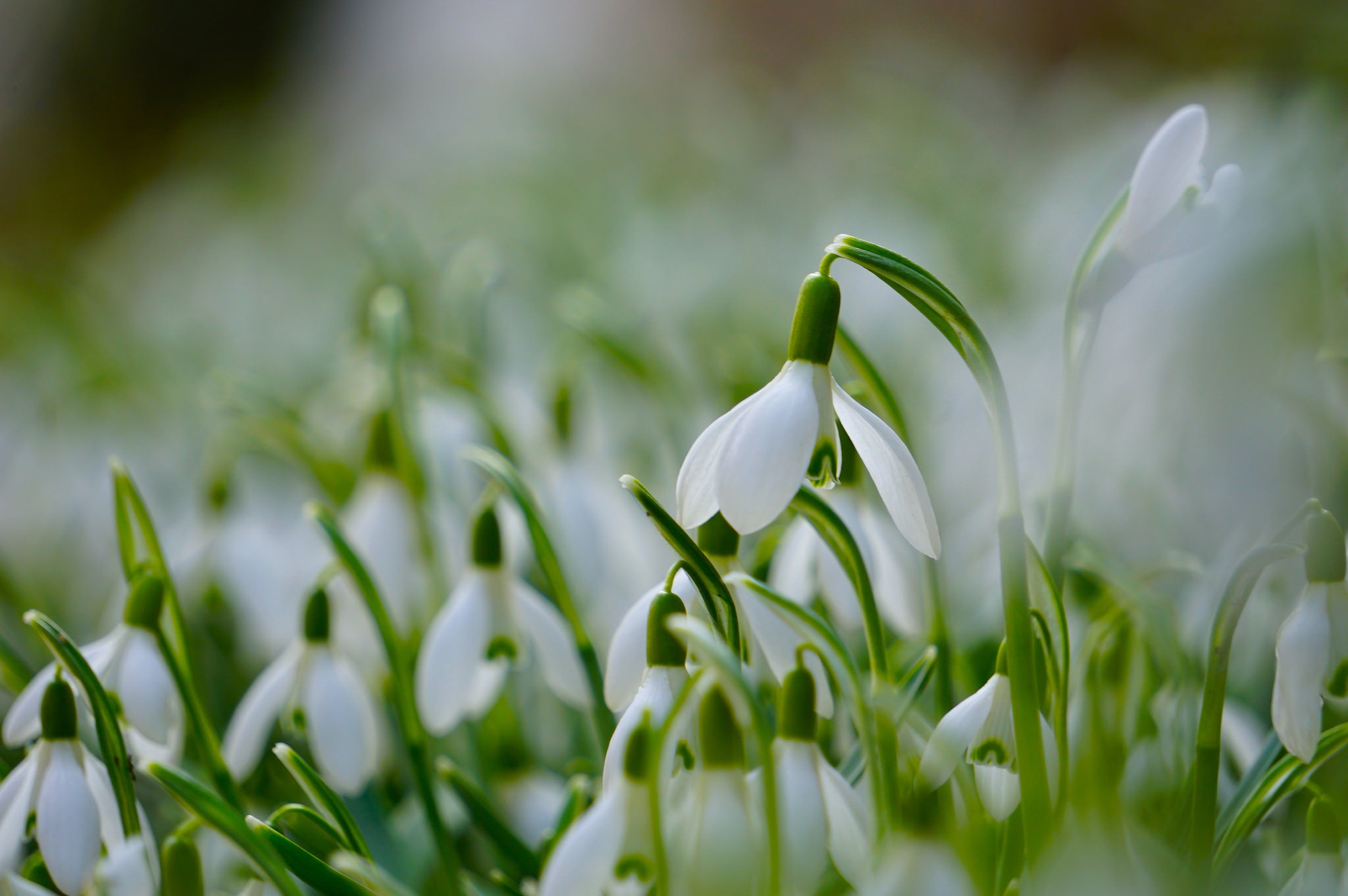 Download mobile wallpaper Flowers, Flower, Macro, Earth, Spring, Snowdrop, White Flower for free.