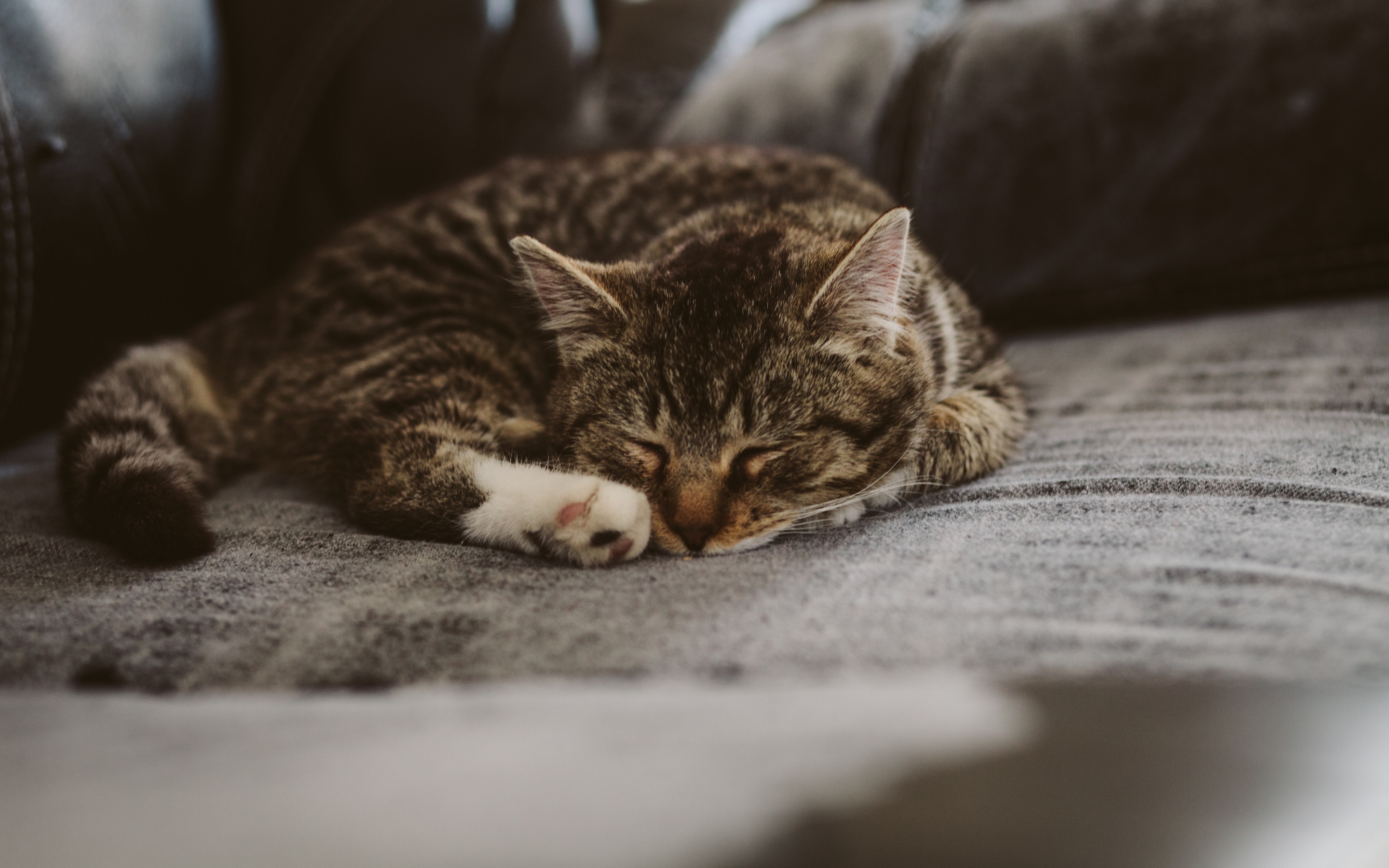 Download mobile wallpaper Cats, Cat, Animal, Sleeping for free.