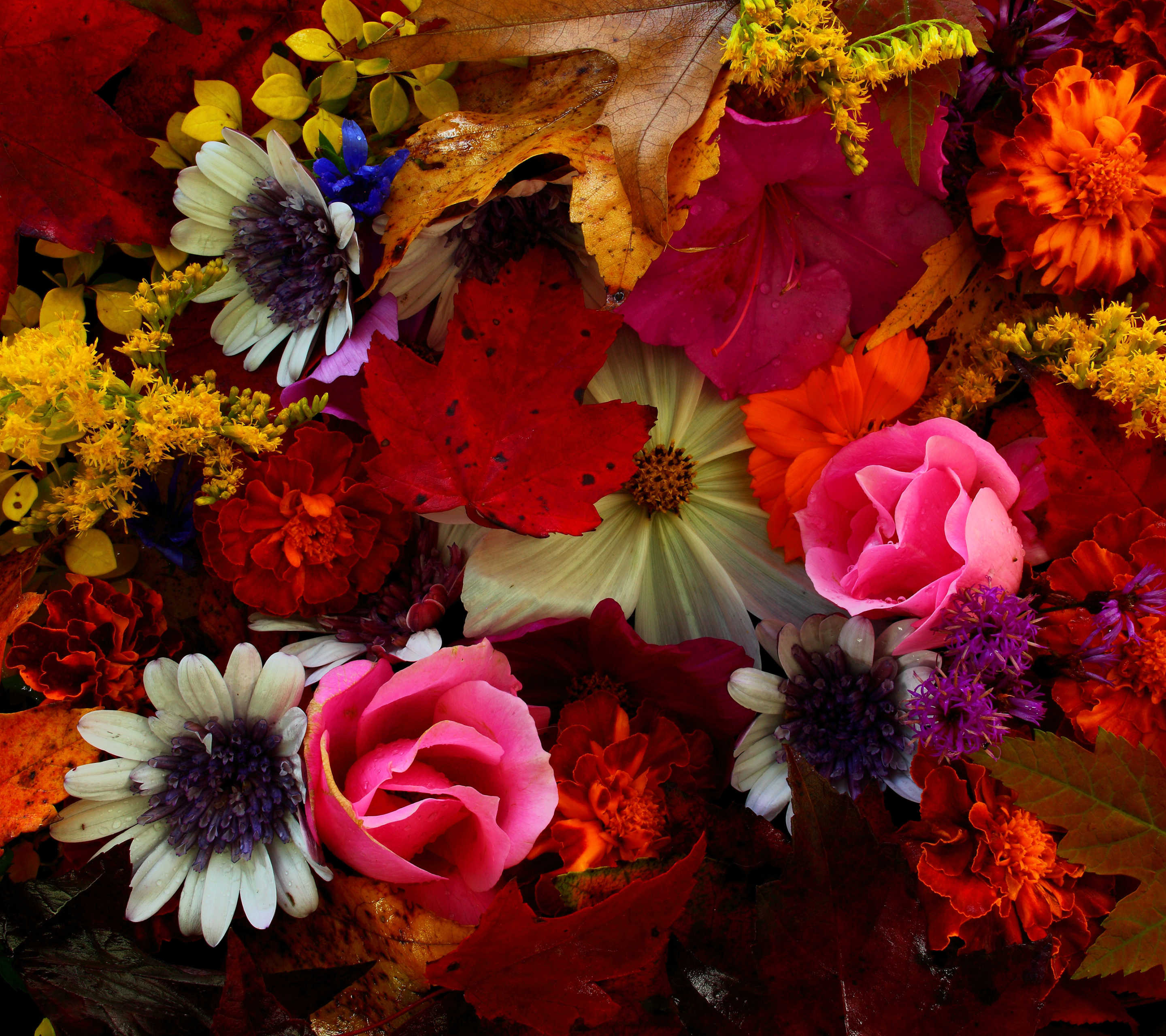 Descarga gratis la imagen Flores, Otoño, Flor, Flor Rosa, Hoja, Colores, Vistoso, Flor Blanca, Tierra/naturaleza, Flor Naranja en el escritorio de tu PC