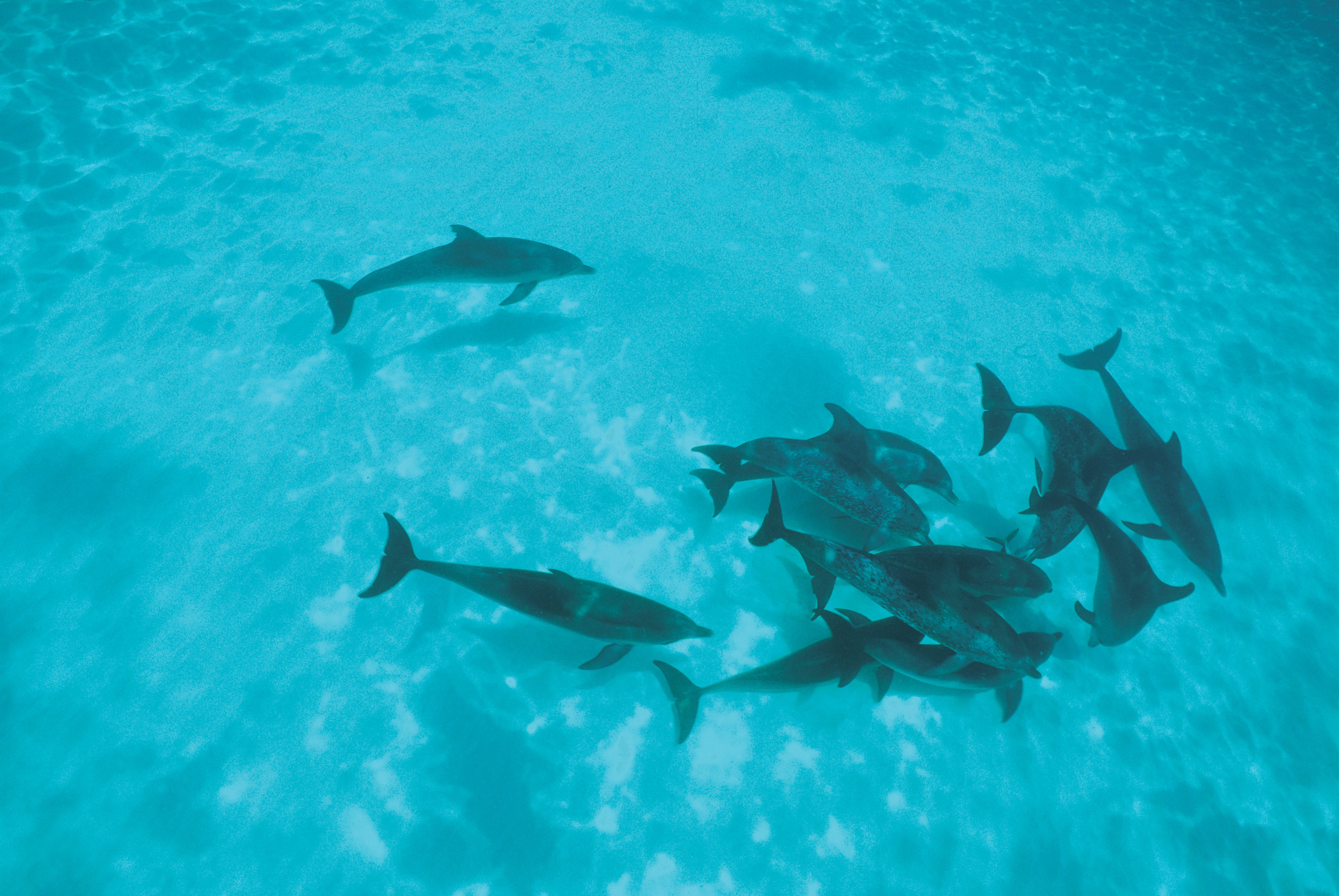 107330 скачать картинку дельфины, животные, стая, мелководье - обои и заставки бесплатно