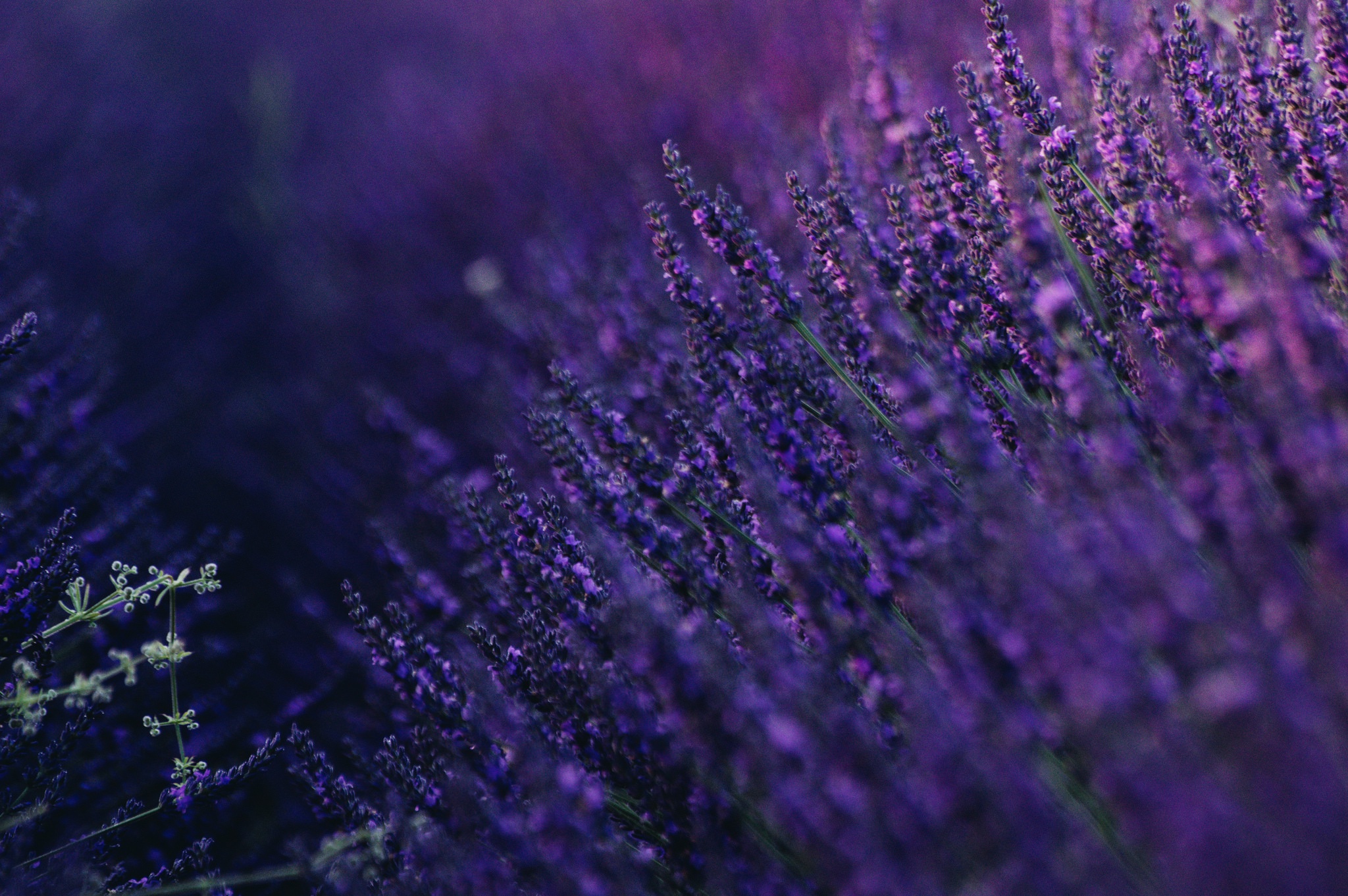 Download mobile wallpaper Flowers, Flower, Earth, Lavender, Purple Flower for free.