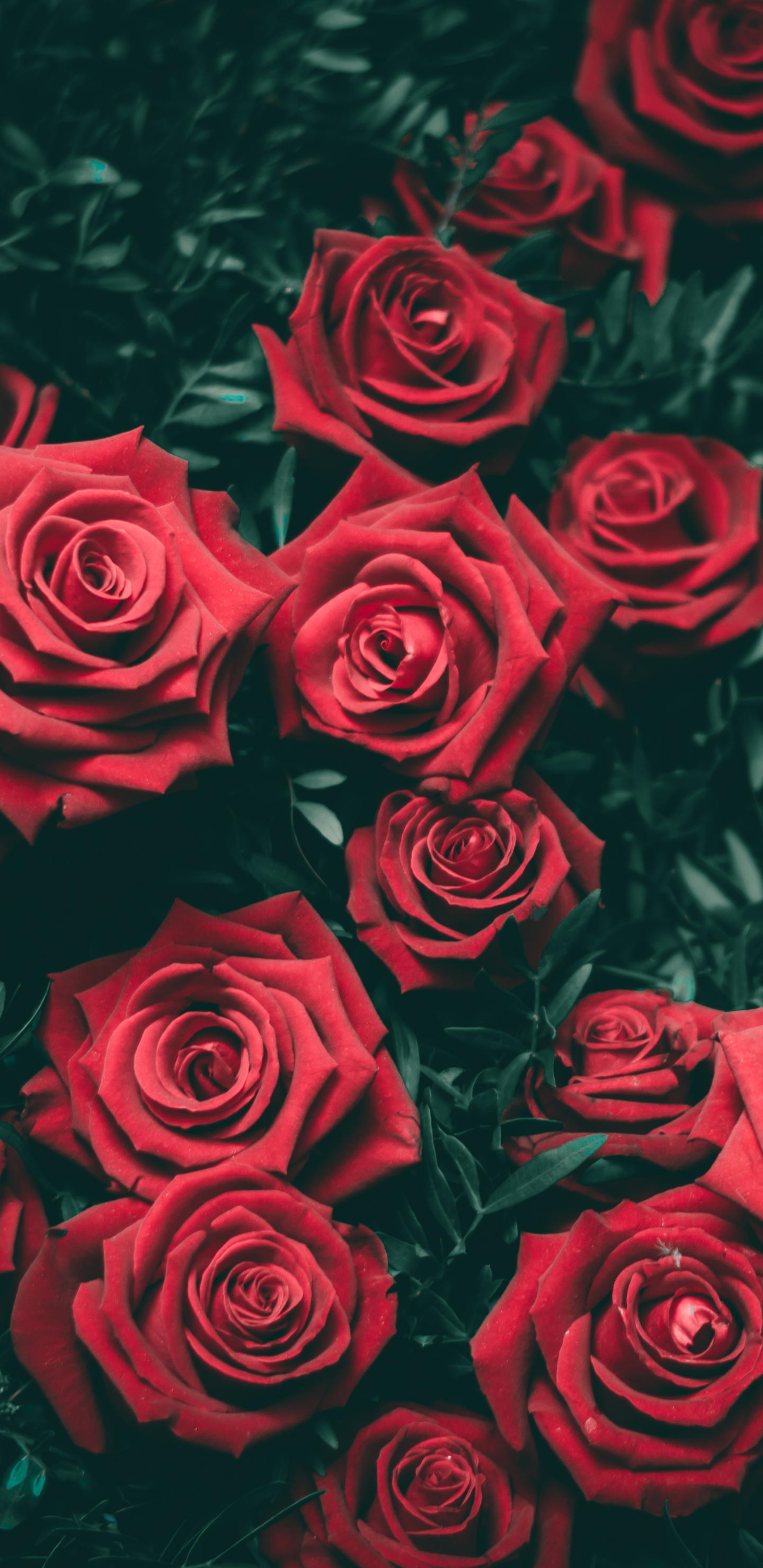 Handy-Wallpaper Natur, Blumen, Blume, Rose, Rote Rose, Rote Blume, Erde/natur kostenlos herunterladen.