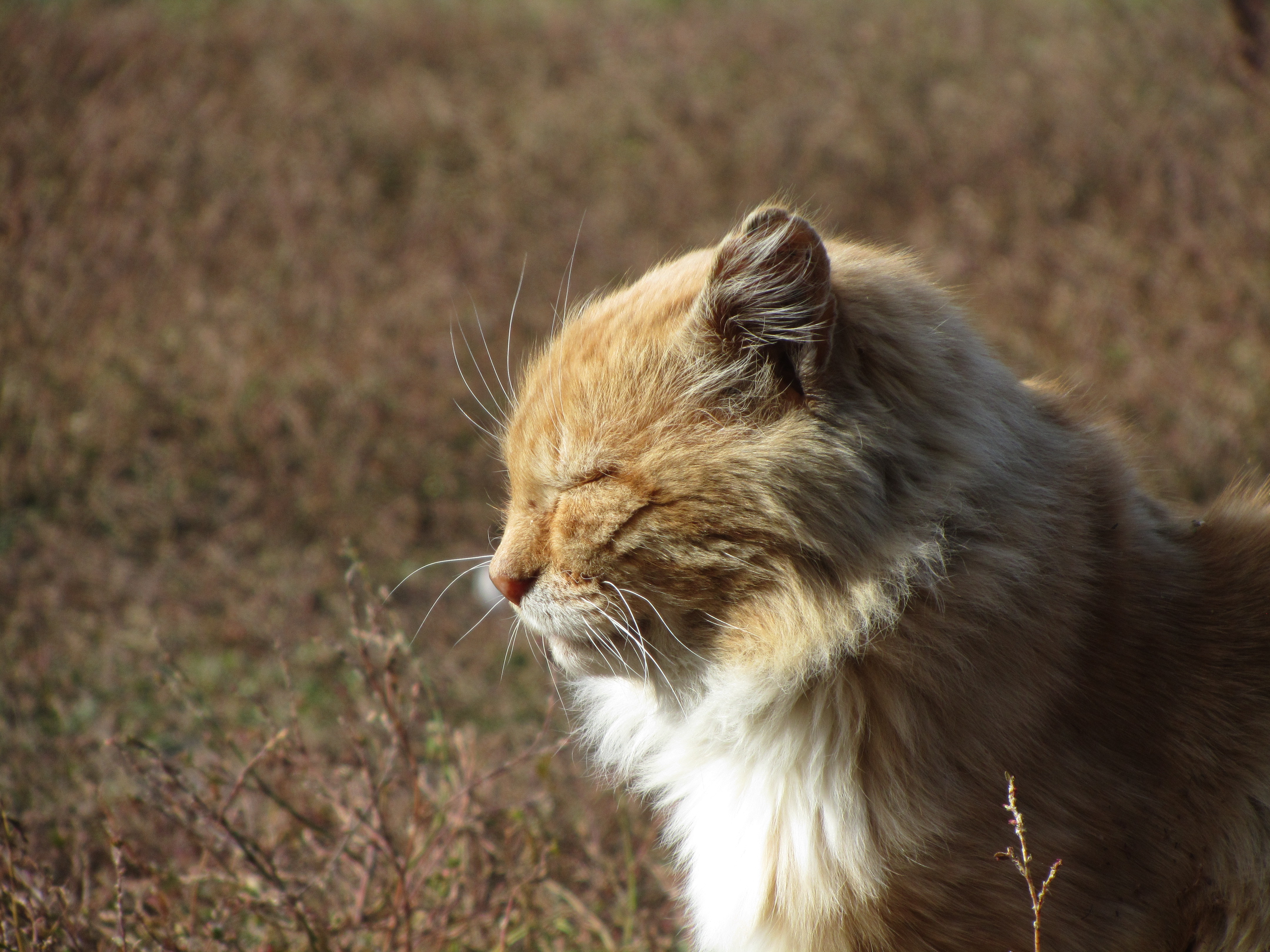 Baixe gratuitamente a imagem Gato, Gatos, Animais na área de trabalho do seu PC