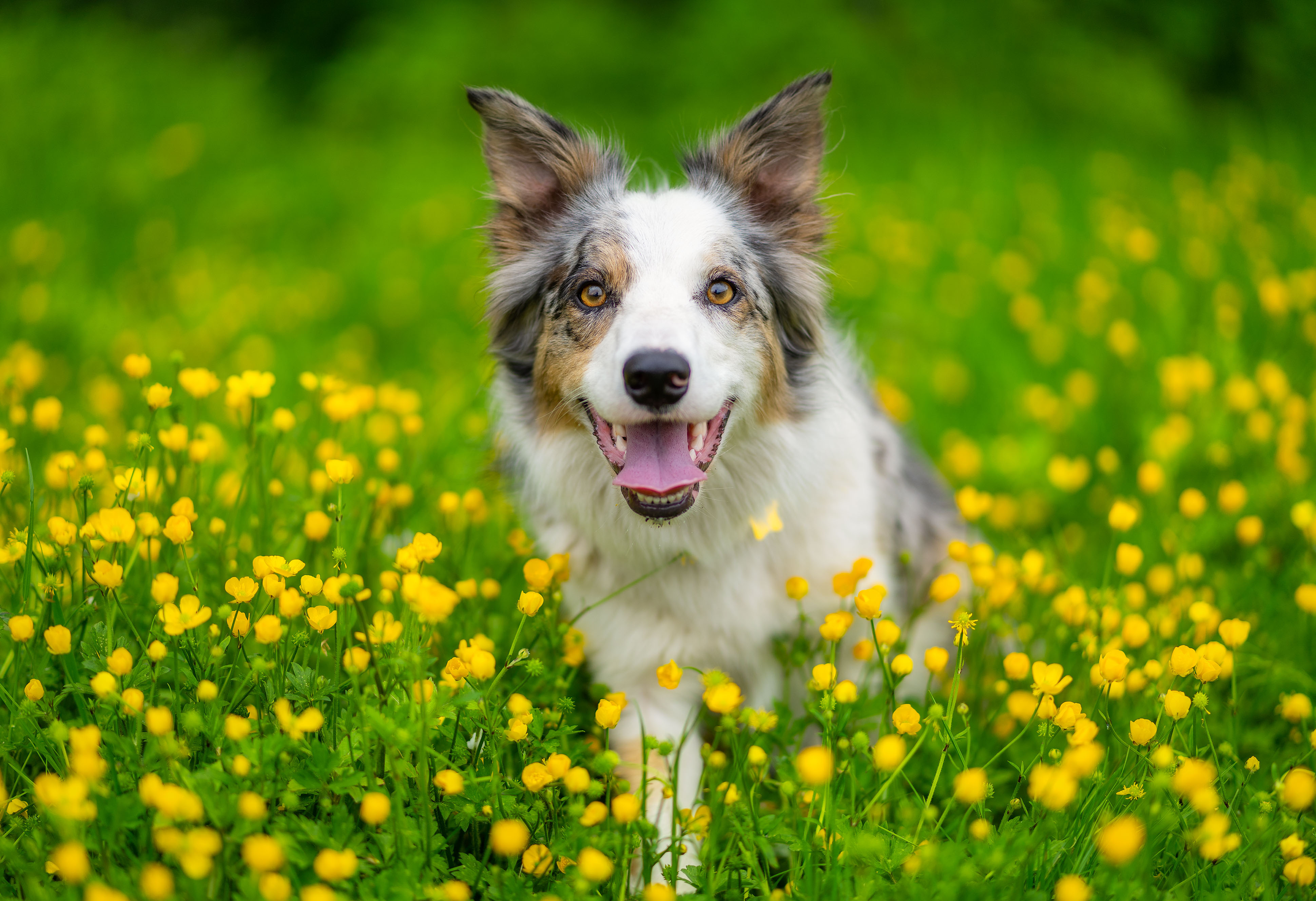 Free download wallpaper Dogs, Animal, Border Collie on your PC desktop