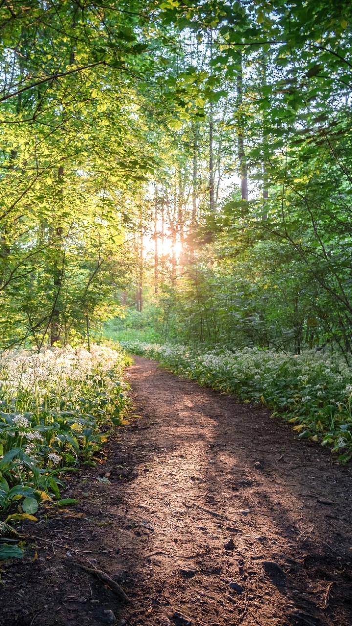 Скачать картинку Природа, Цветок, Лес, Дорожка, Белый Цветок, Земля/природа в телефон бесплатно.