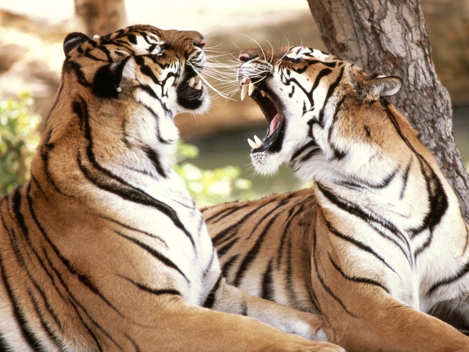 Скачать обои бесплатно Животные, Тигр, Кошки картинка на рабочий стол ПК