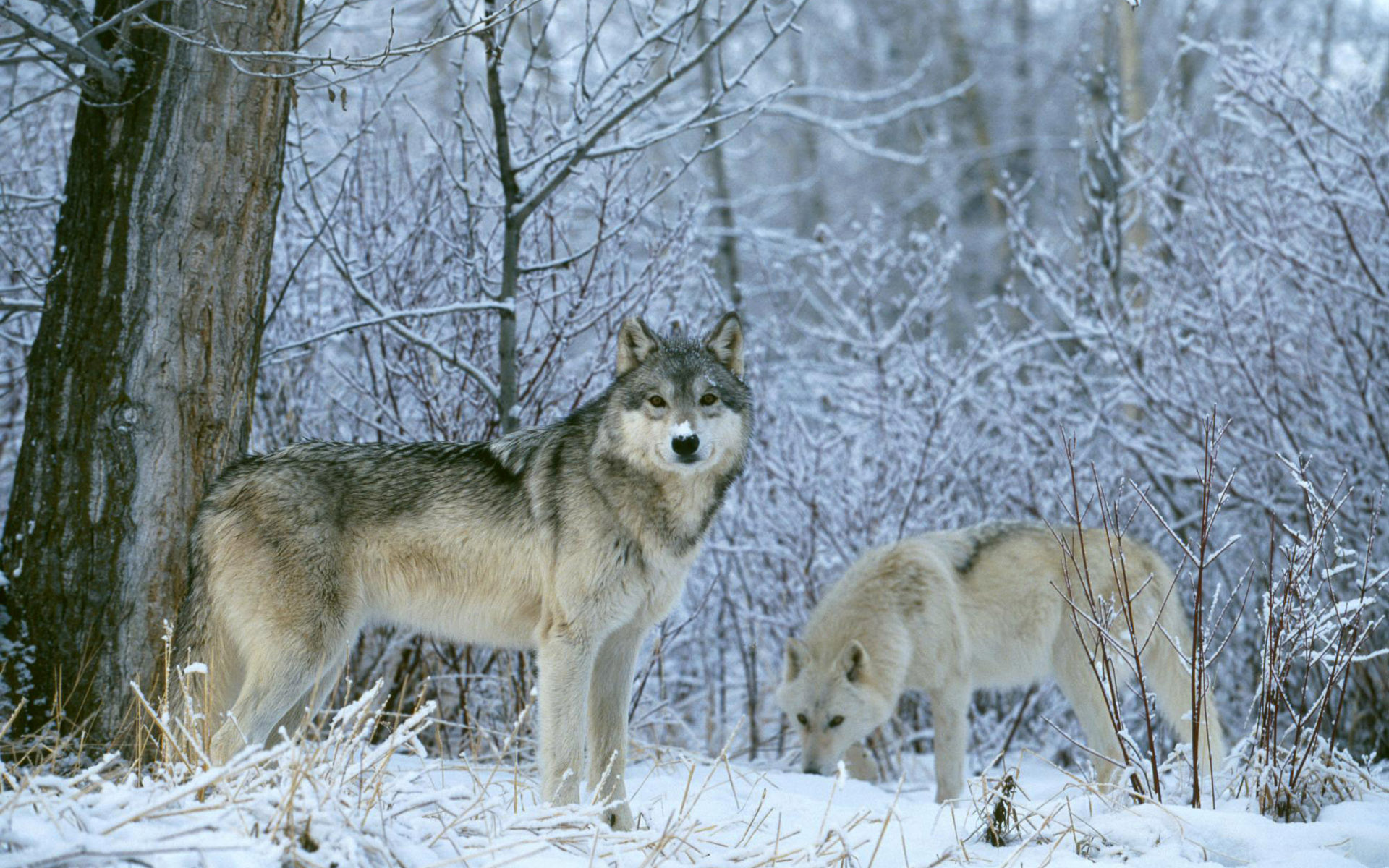 Скачать картинку Животные, Зима, Снег, Лес, Волк в телефон бесплатно.