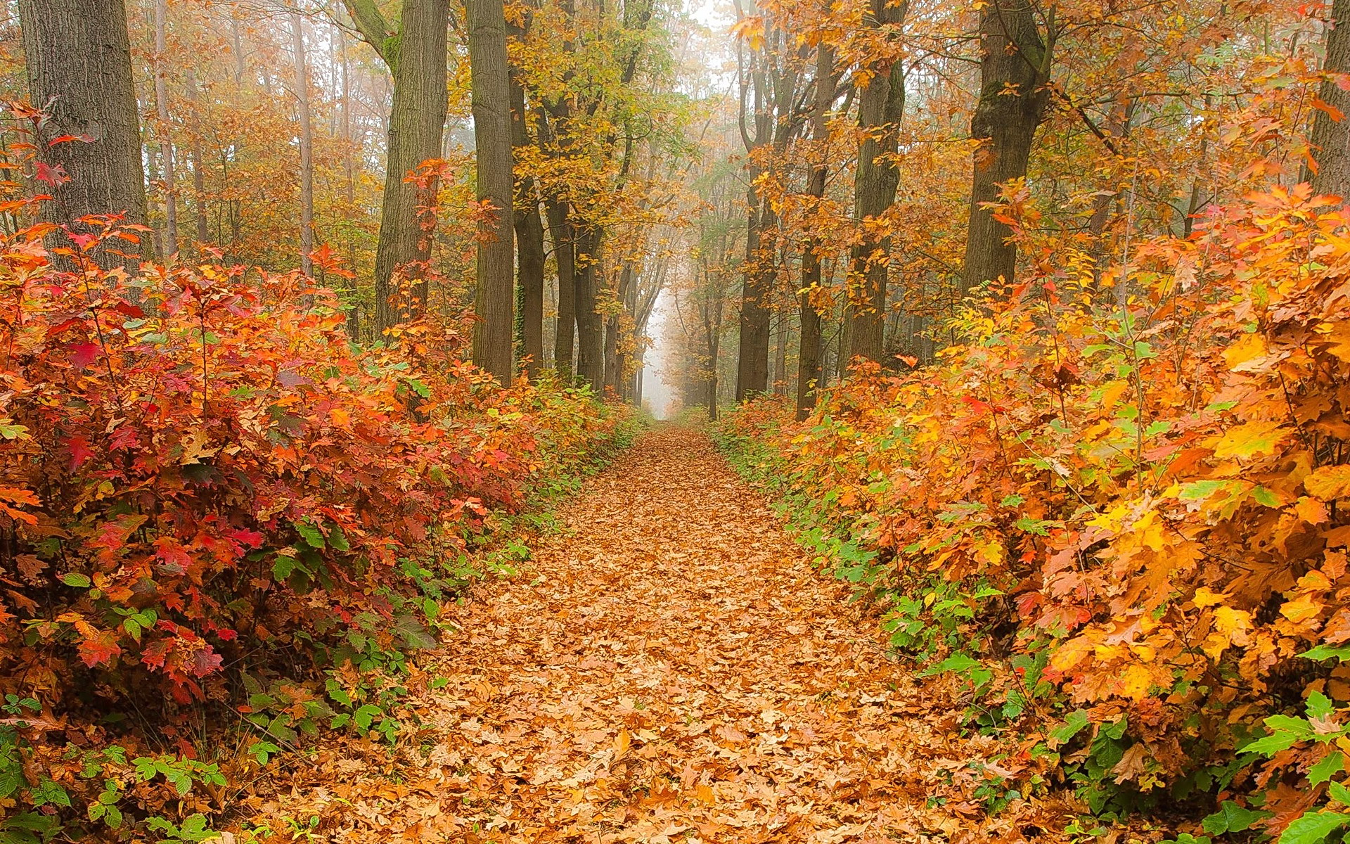 Handy-Wallpaper Herbst, Wald, Nebel, Pfad, Erde/natur kostenlos herunterladen.