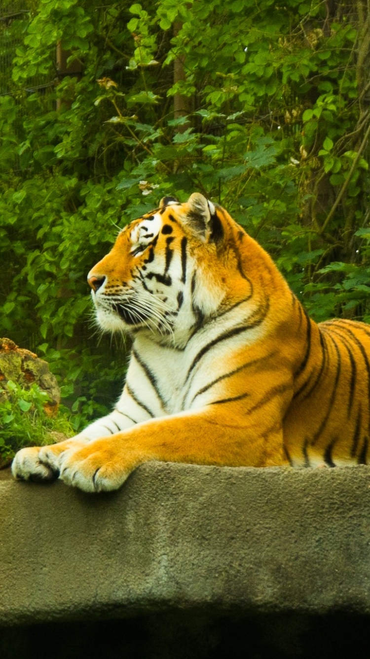 Скачать картинку Животные, Тигр, Зеленый, Зоопарк, Кошки в телефон бесплатно.