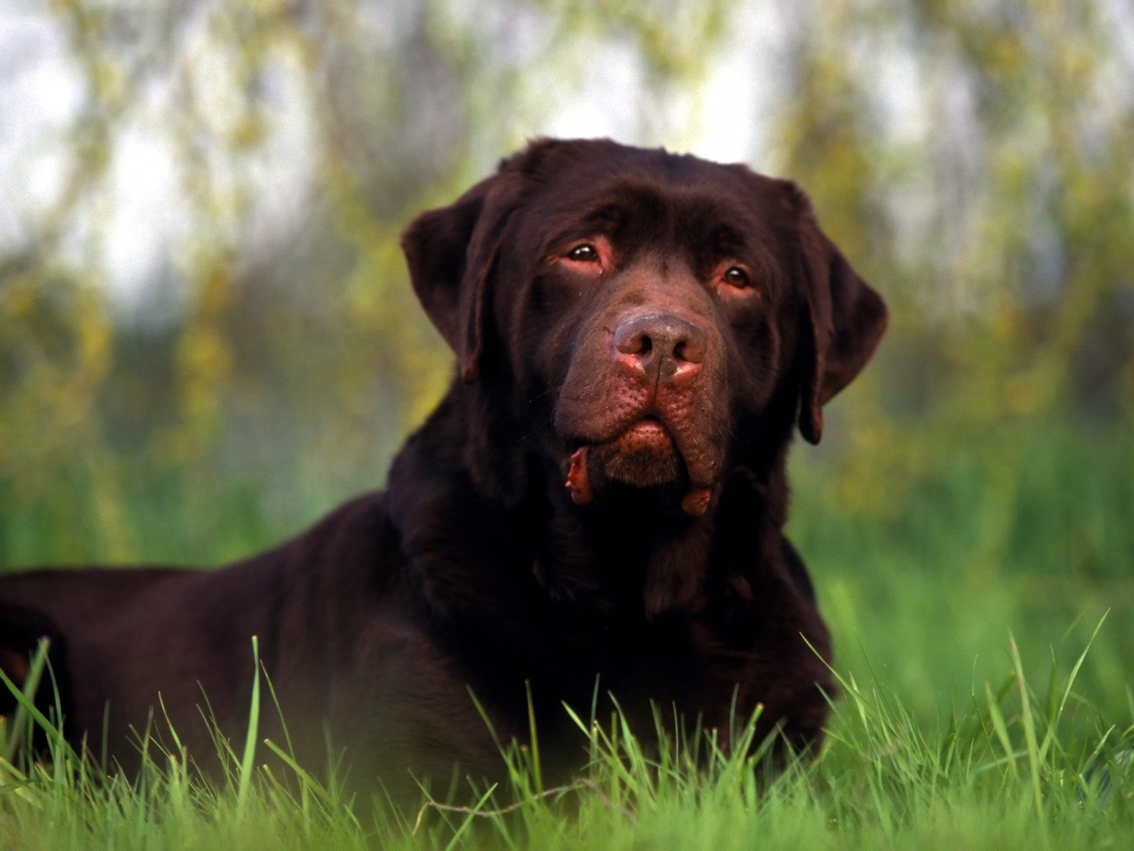 Téléchargez des papiers peints mobile Chiens, Chien, Animaux gratuitement.