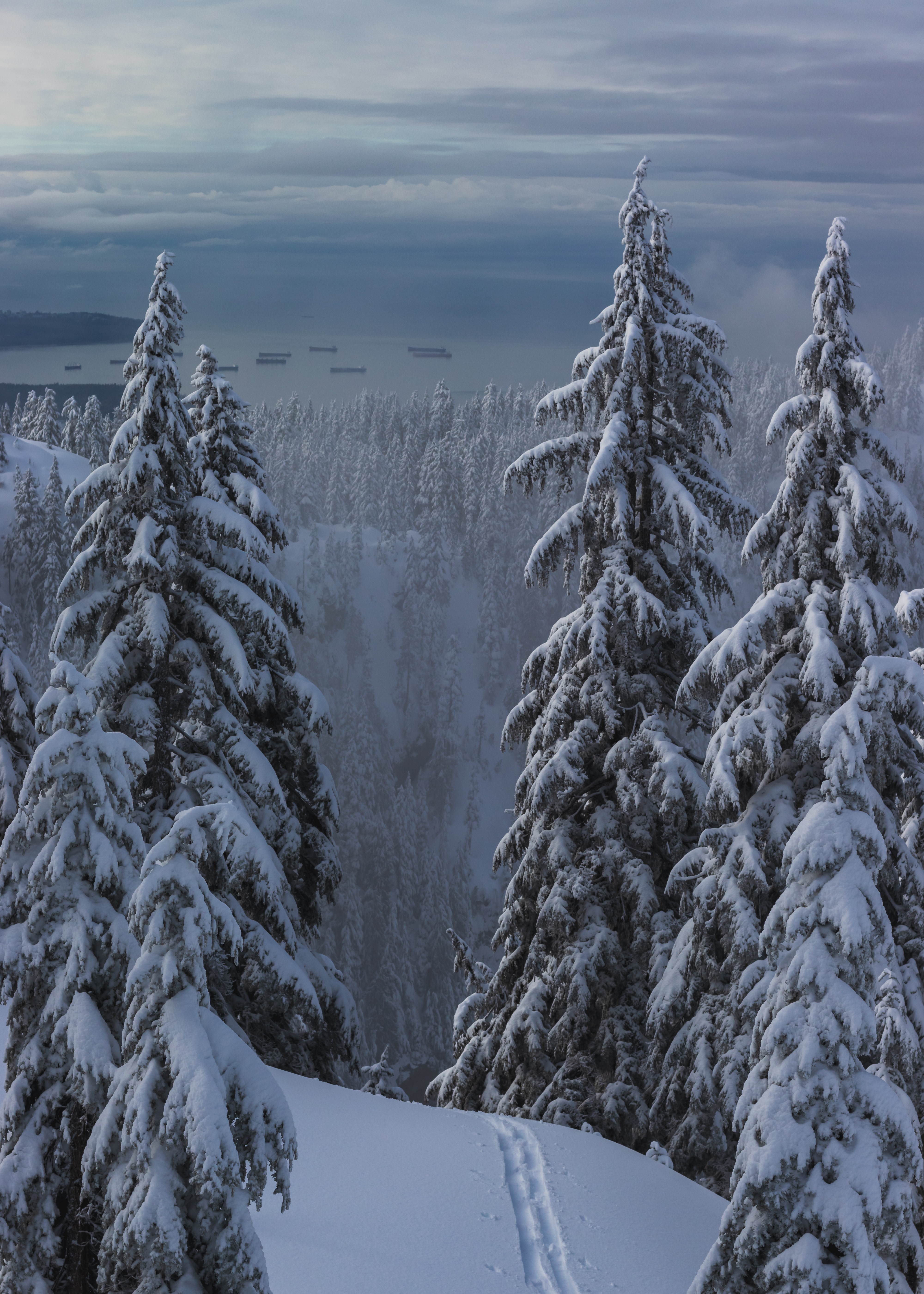 Скачать обои бесплатно Деревья, Снег, Природа, Лес, Тропинка, Зима картинка на рабочий стол ПК