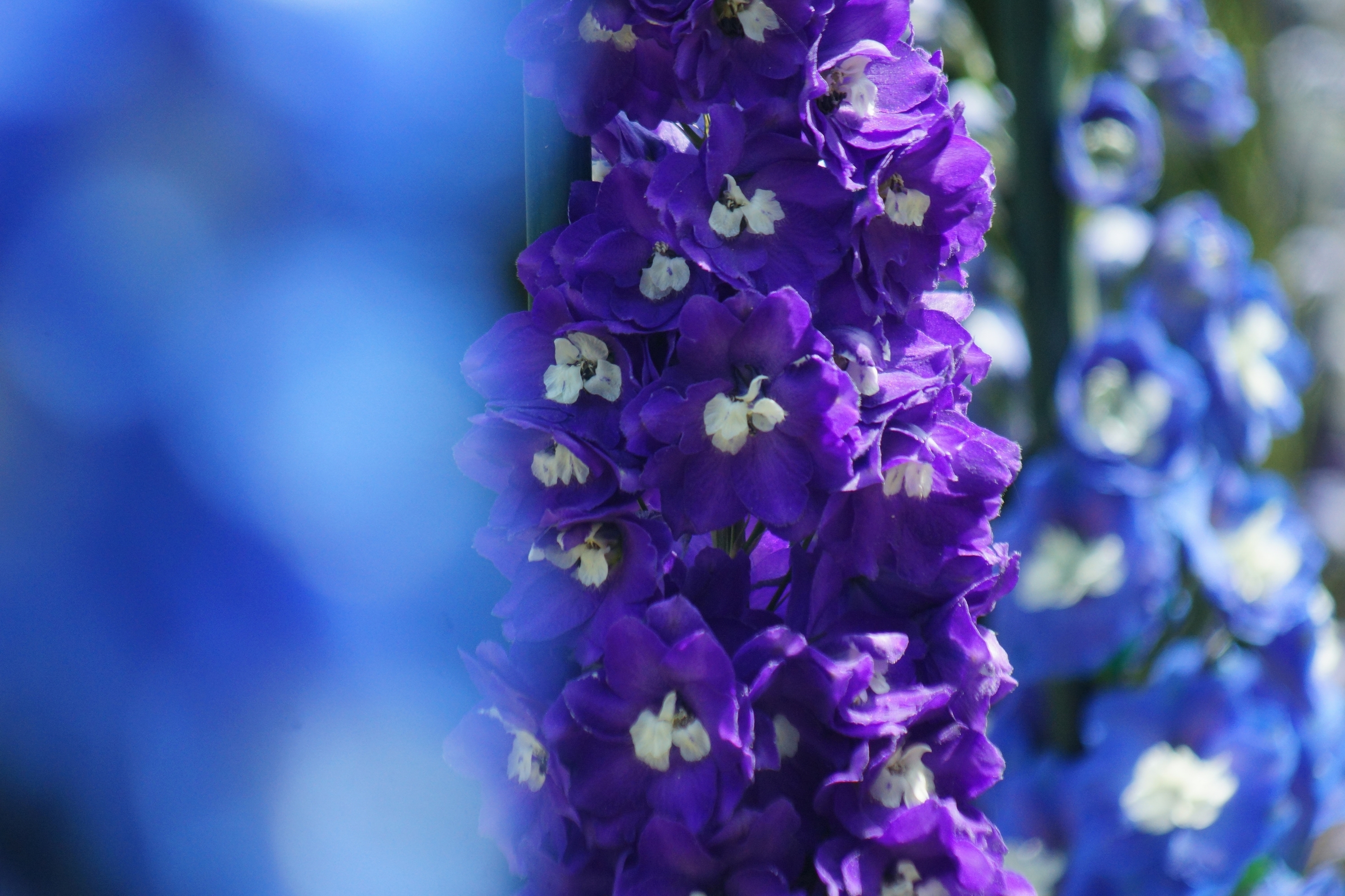 Download mobile wallpaper Blue Flower, Purple Flower, Flowers, Flower, Earth for free.