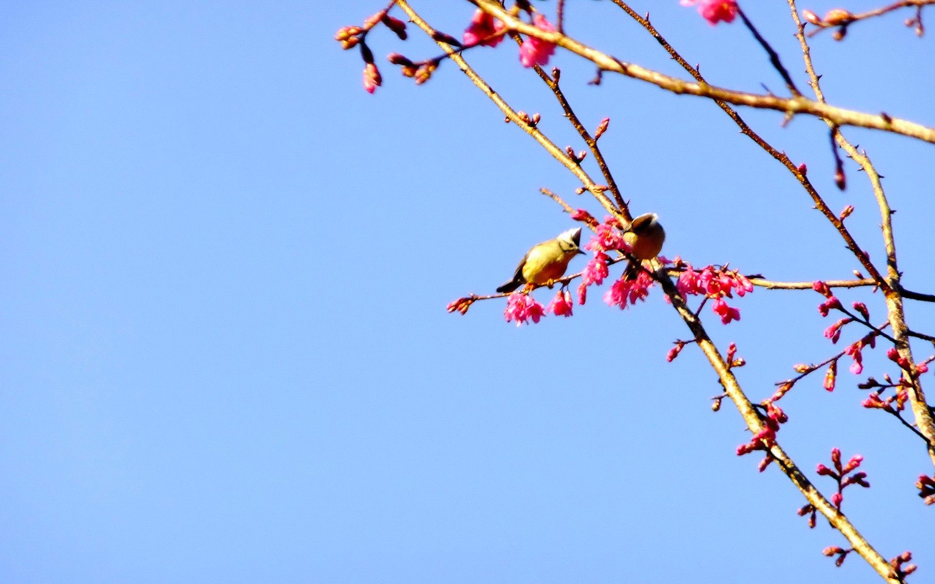 PCデスクトップに鳥, 動物画像を無料でダウンロード