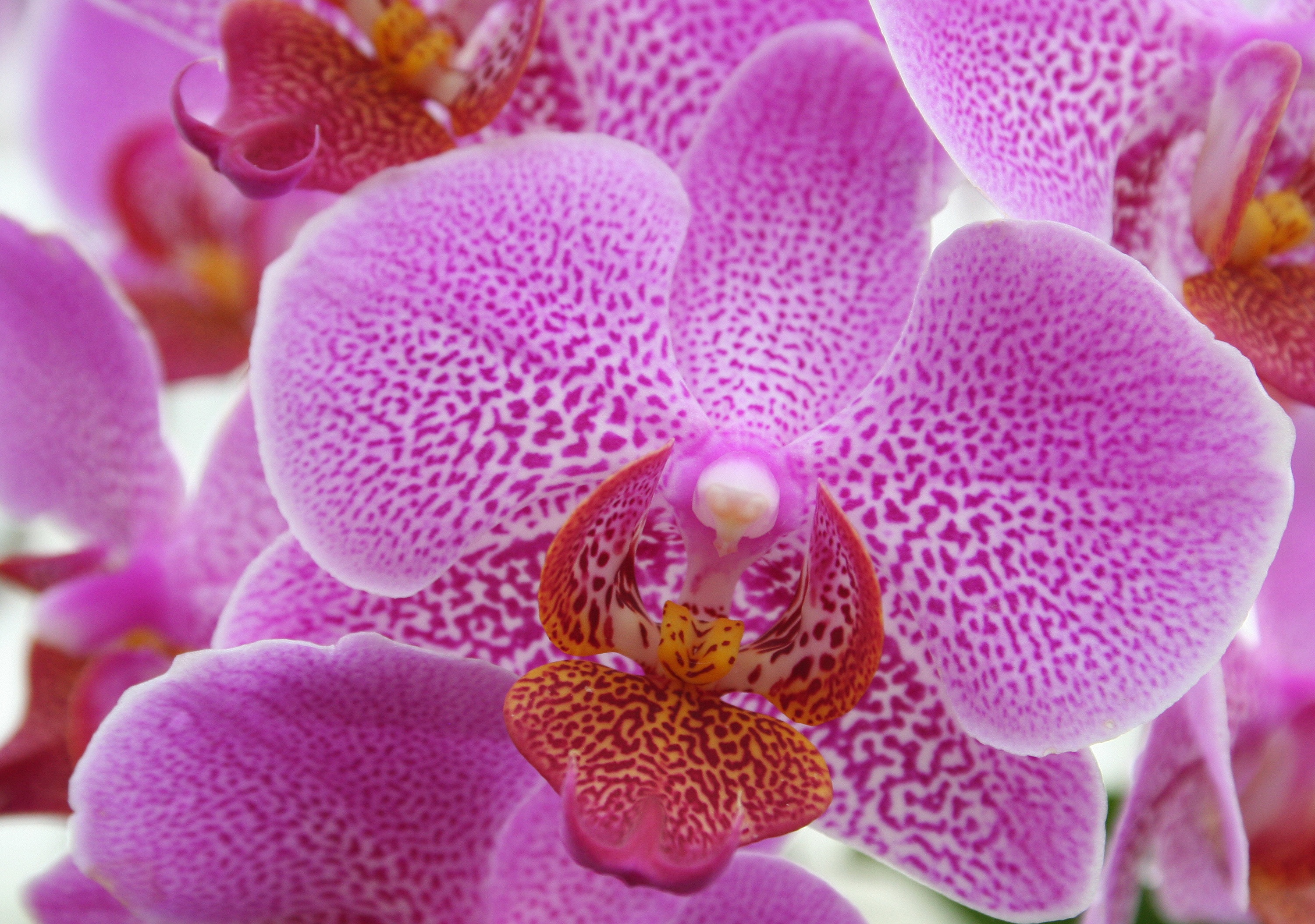 Download mobile wallpaper Macro, Orchid, Flower, Pink for free.