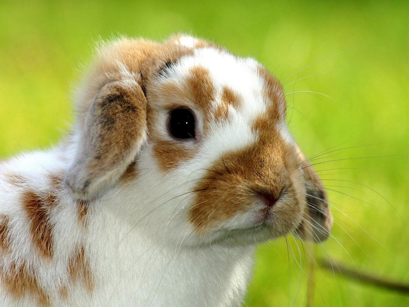 無料モバイル壁紙動物, ウサギをダウンロードします。