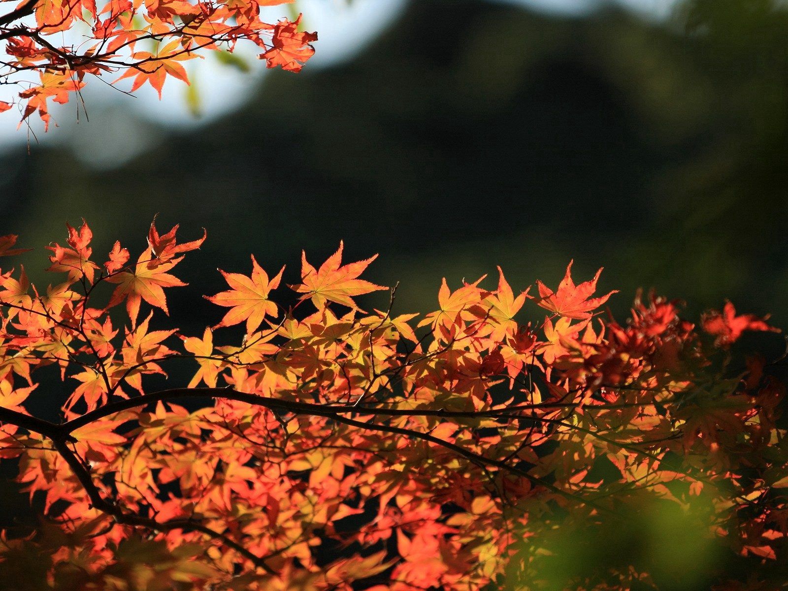 Free download wallpaper Macro, Tree, Wood, Autumn, Leaves on your PC desktop