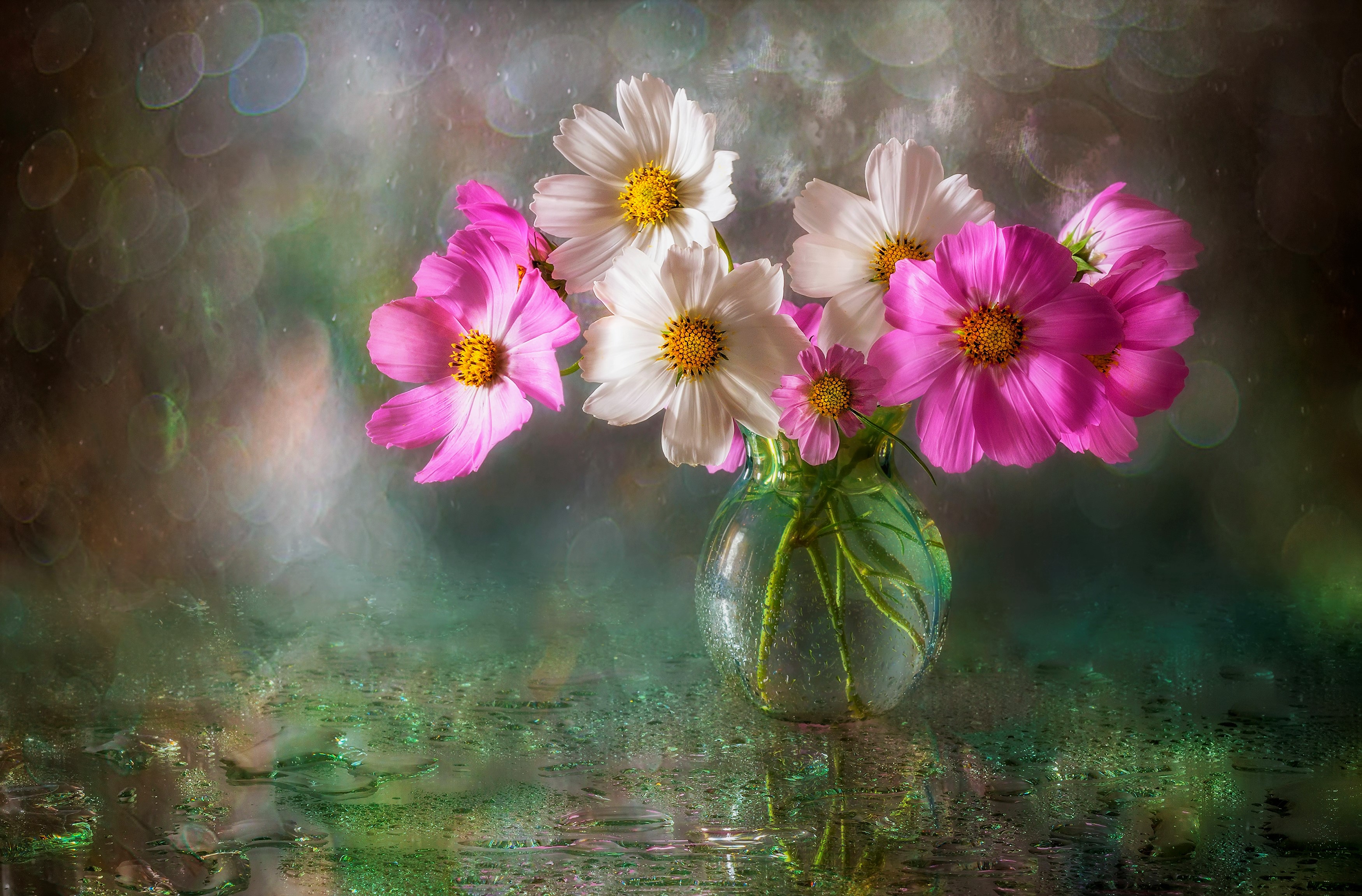Laden Sie das Blume, Vase, Bokeh, Weiße Blume, Menschengemacht, Pinke Blume, Kosmeen-Bild kostenlos auf Ihren PC-Desktop herunter