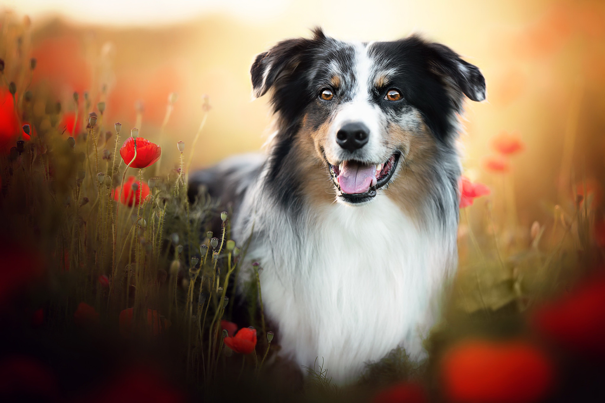 Handy-Wallpaper Tiere, Hunde, Mohn, Sommer, Hund kostenlos herunterladen.