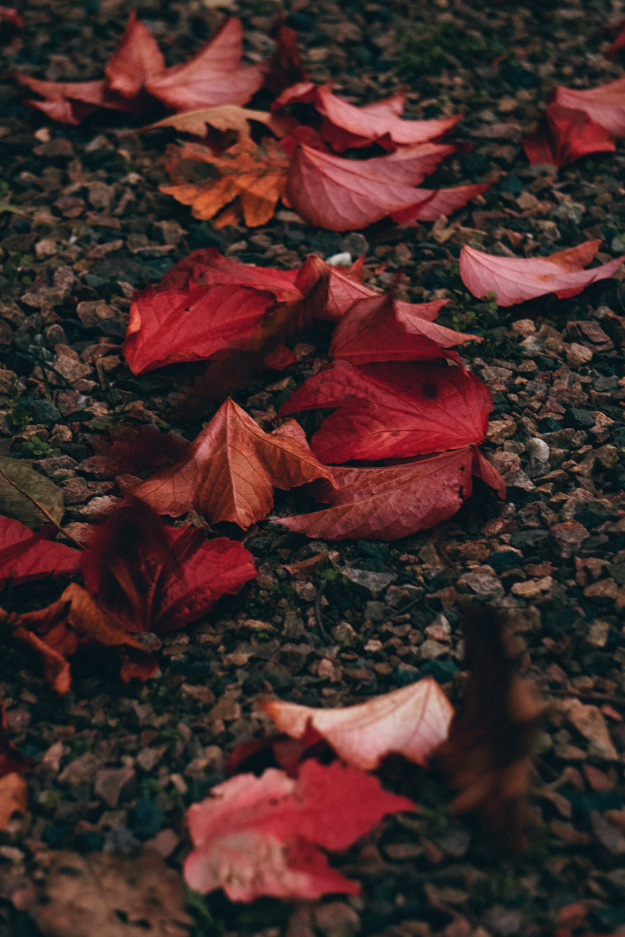 PCデスクトップに自然, ストーンズ, 小石, 葉, 秋画像を無料でダウンロード