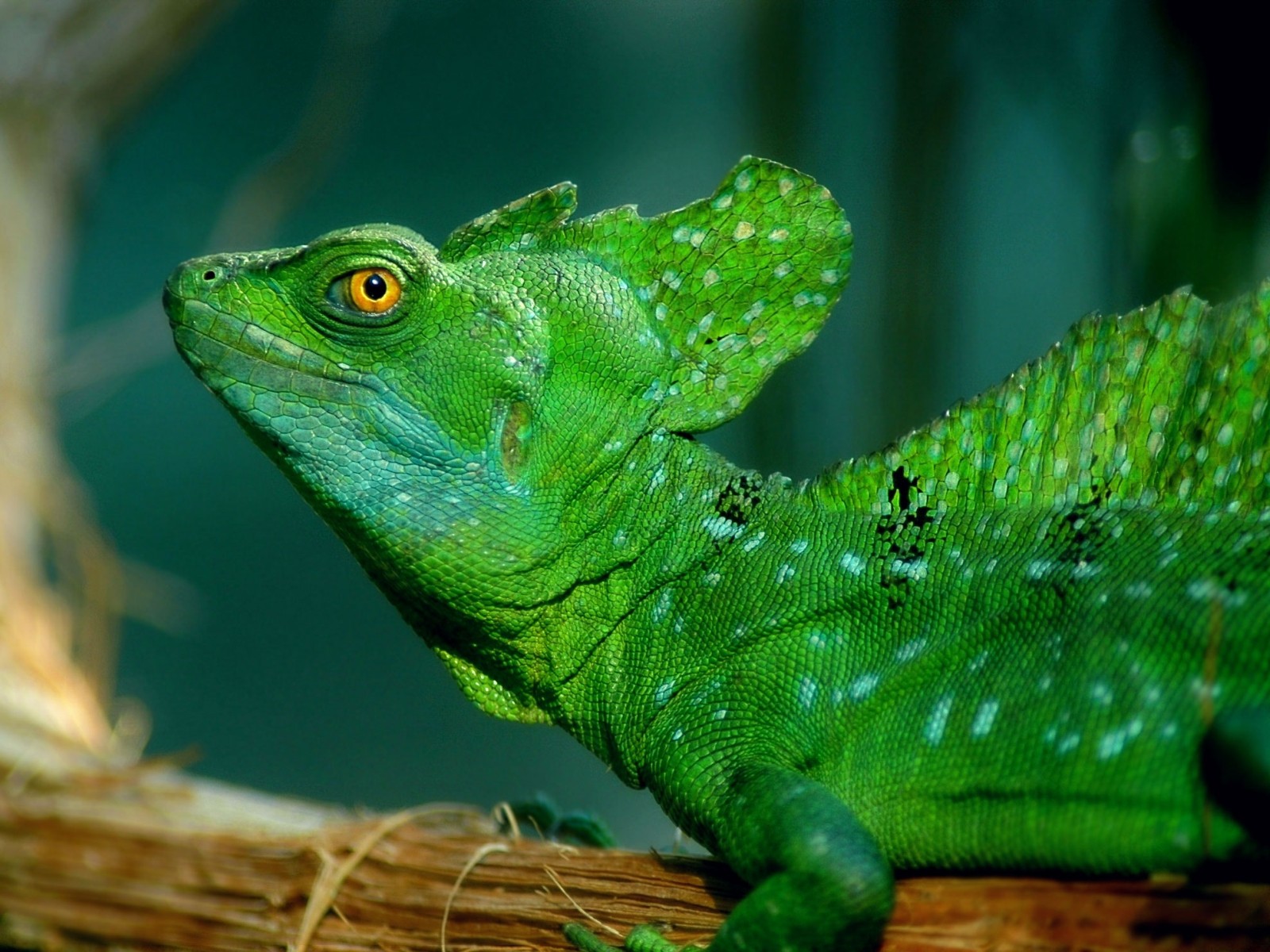 270050 descargar imagen animales, basilisco, lagarto, reptiles: fondos de pantalla y protectores de pantalla gratis