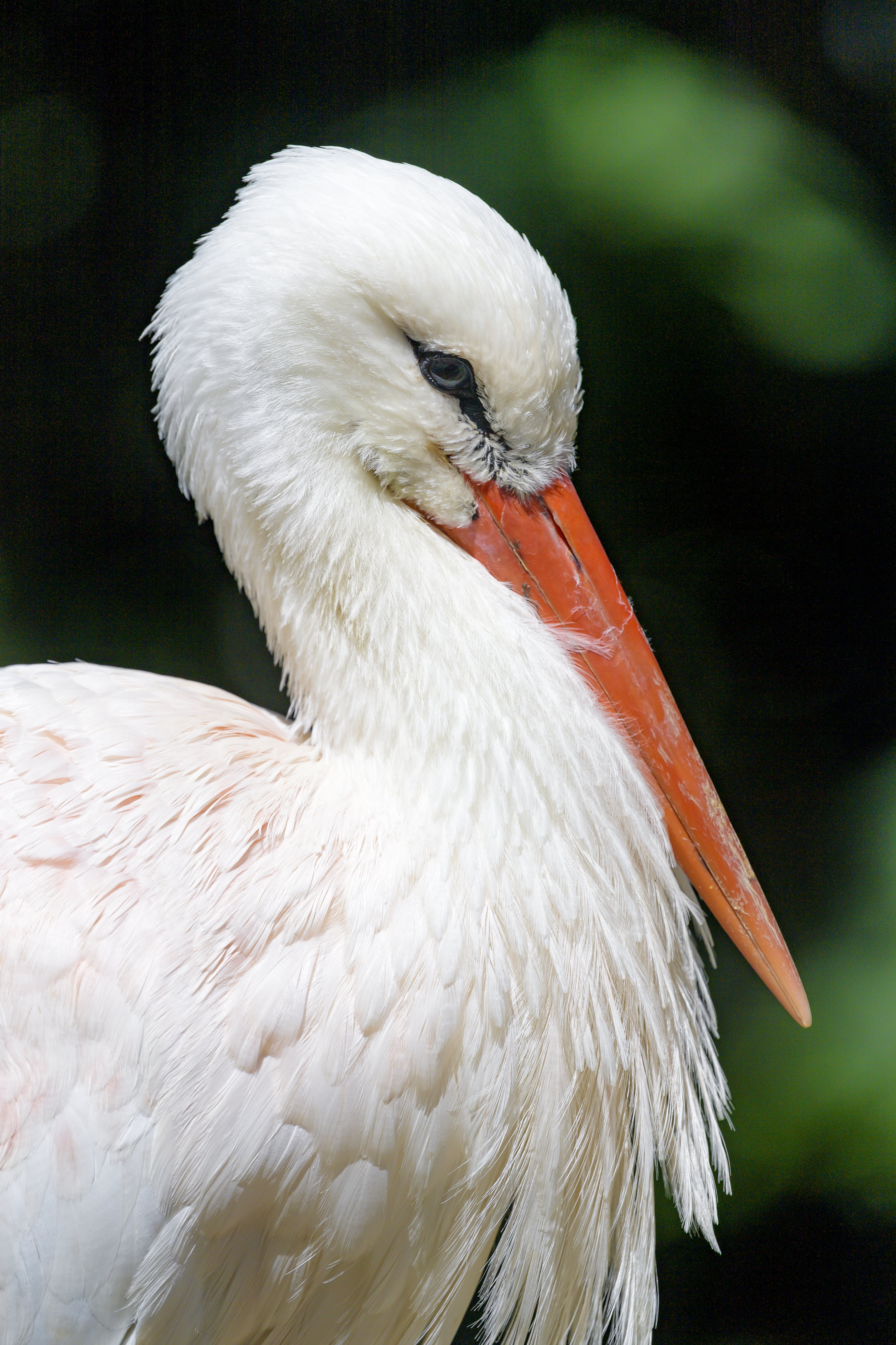Download mobile wallpaper Stork, Animals, Beak, Bird, Feather for free.