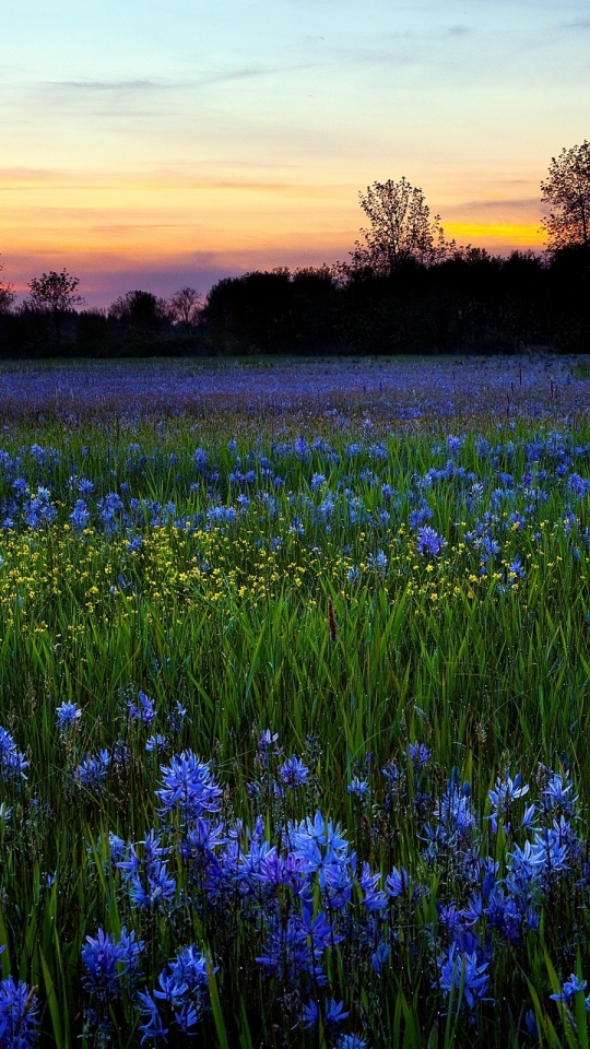 Download mobile wallpaper Landscape, Flowers, Sunset, Grass, Flower, Earth, Field, Spring for free.