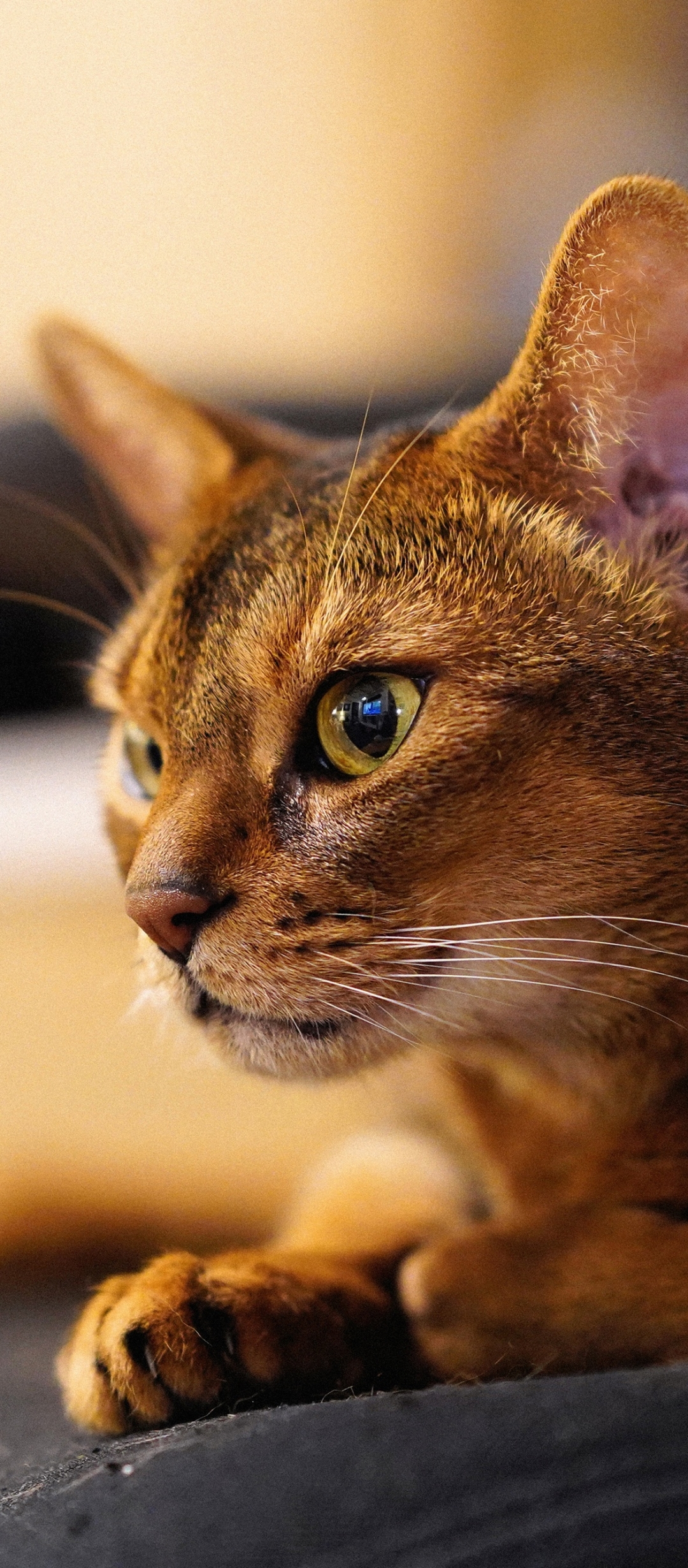 Download mobile wallpaper Cats, Cat, Muzzle, Animal, Abyssinian Cat for free.
