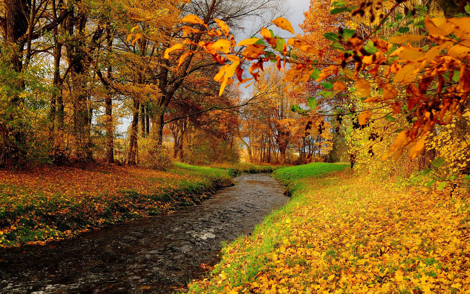 Скачать картинку Осень, Дерево, Крик, Земля/природа в телефон бесплатно.