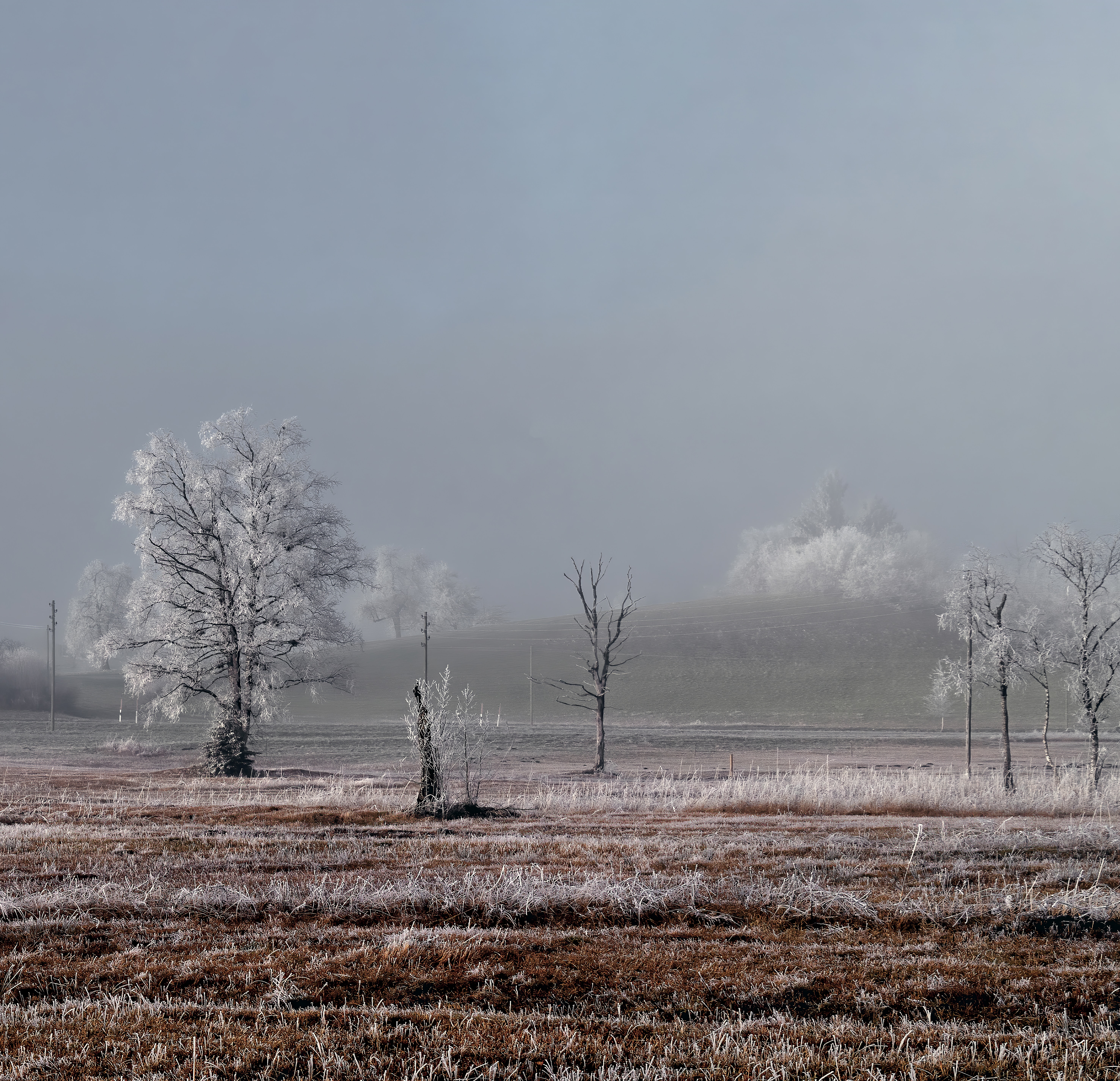 Free download wallpaper Winter, Nature, Trees, Field, Frost, Landscape on your PC desktop