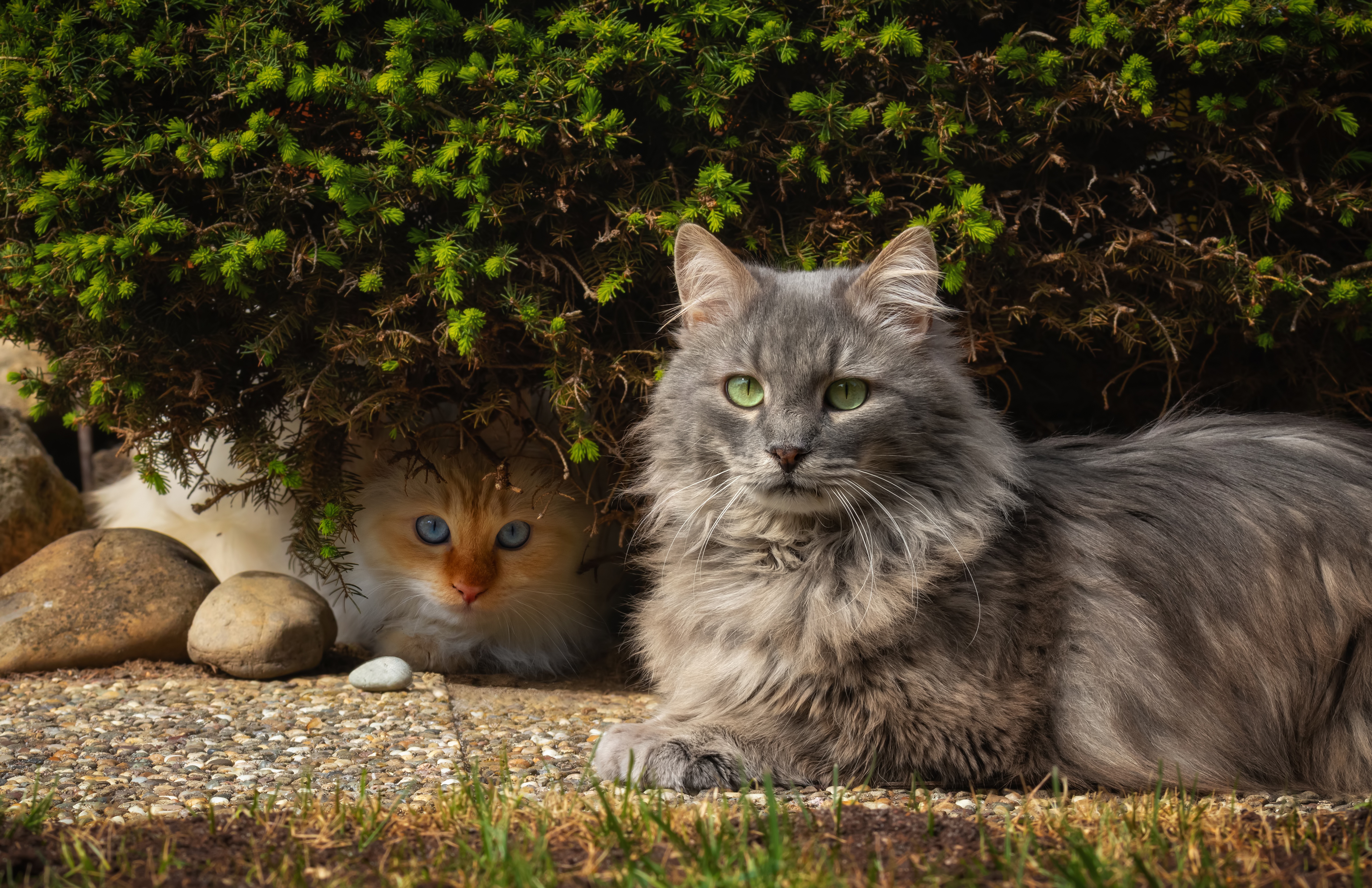 Free download wallpaper Cats, Cat, Animal on your PC desktop