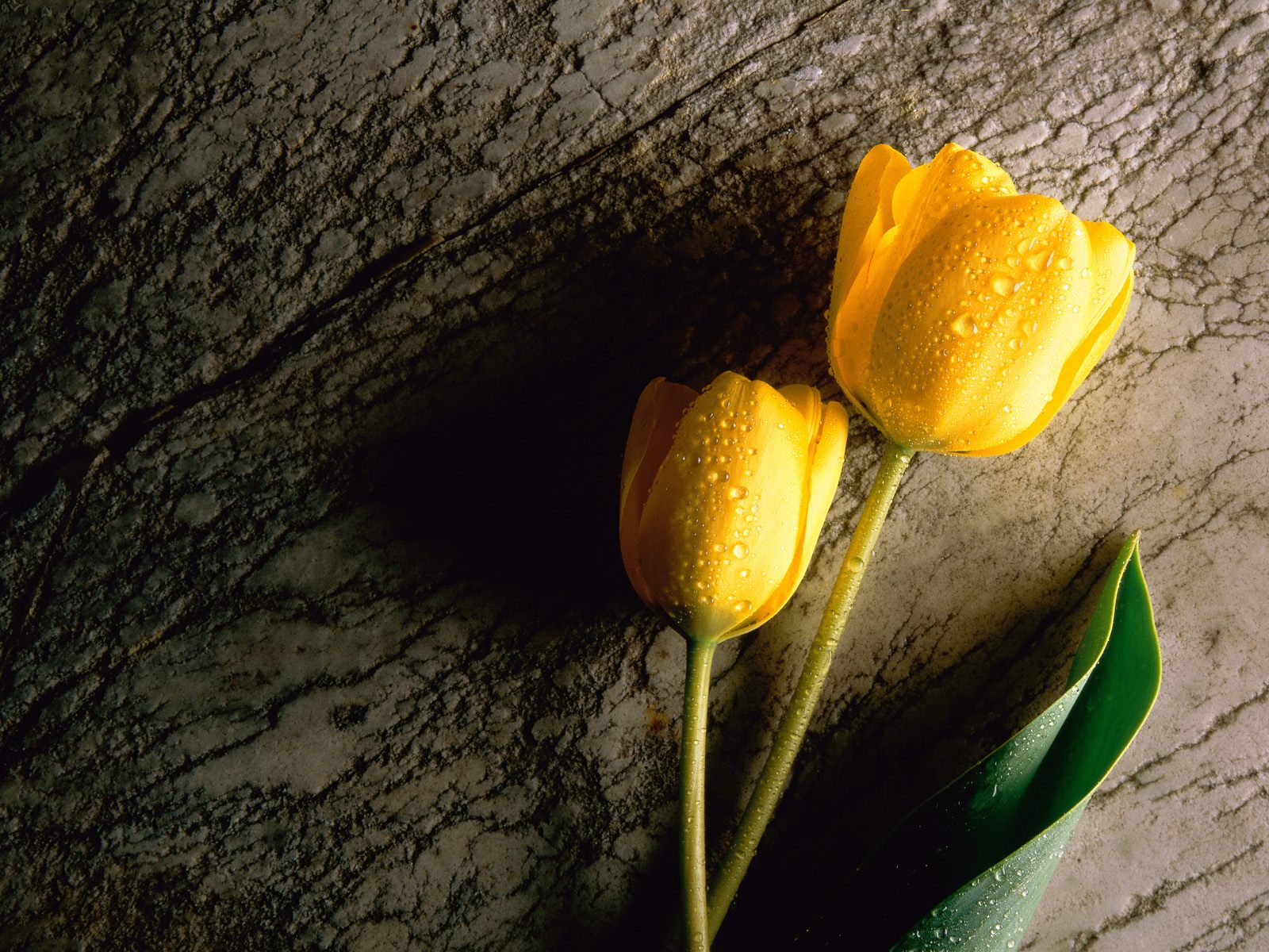 Handy-Wallpaper Blumen, Blume, Tulpe, Gelbe Blume, Erde/natur kostenlos herunterladen.