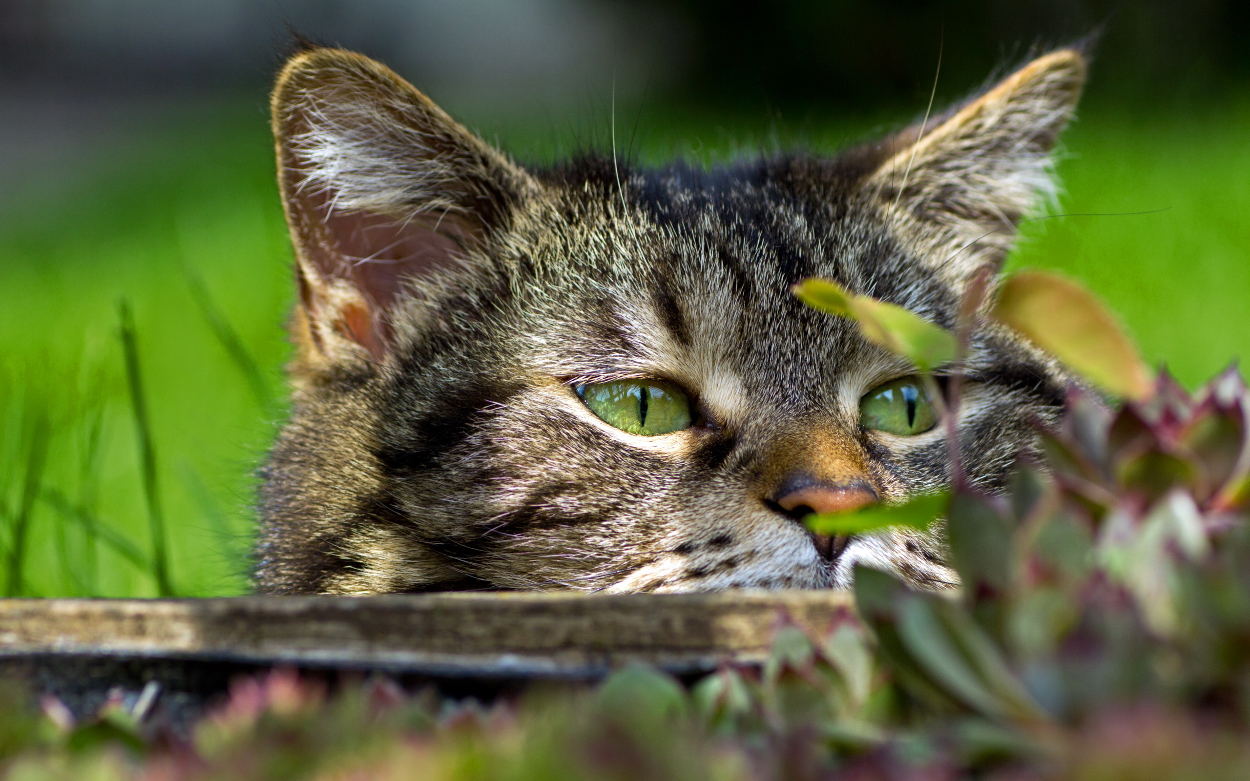 Baixar papel de parede para celular de Animais, Gatos, Gato gratuito.