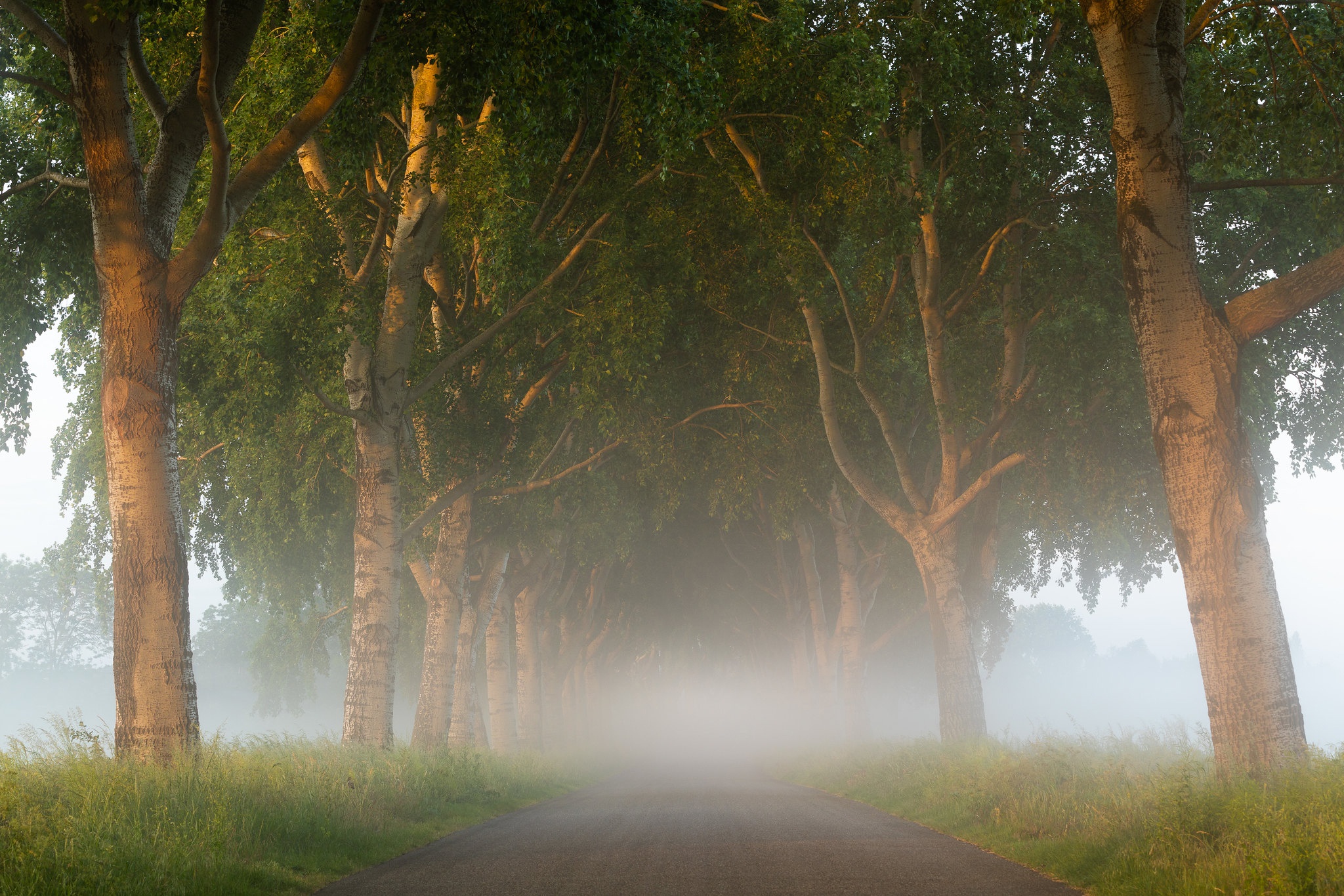 Download mobile wallpaper Road, Tree, Fog, Morning, Netherlands, Man Made for free.
