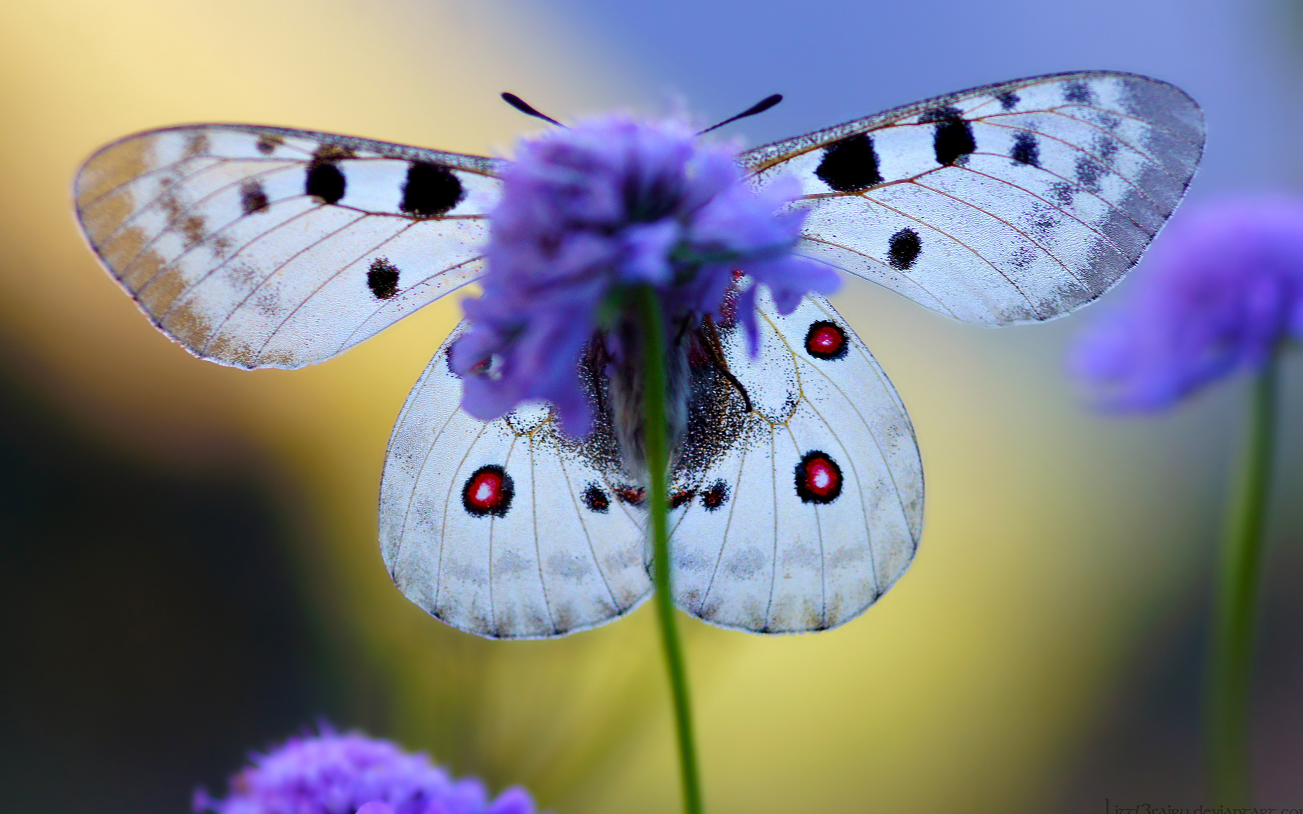 Téléchargez gratuitement l'image Animaux, Papillon sur le bureau de votre PC