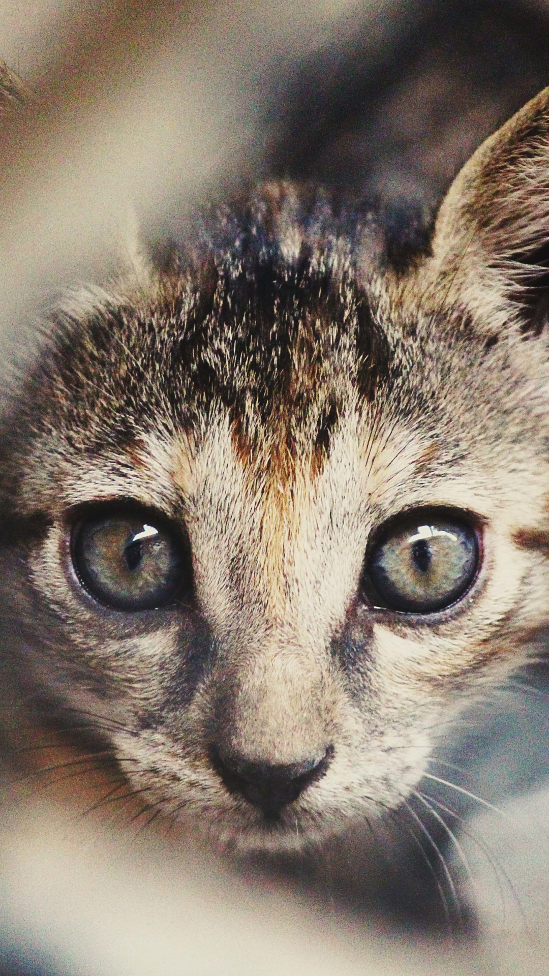 Download mobile wallpaper Cats, Cat, Blur, Close Up, Animal, Whiskers for free.