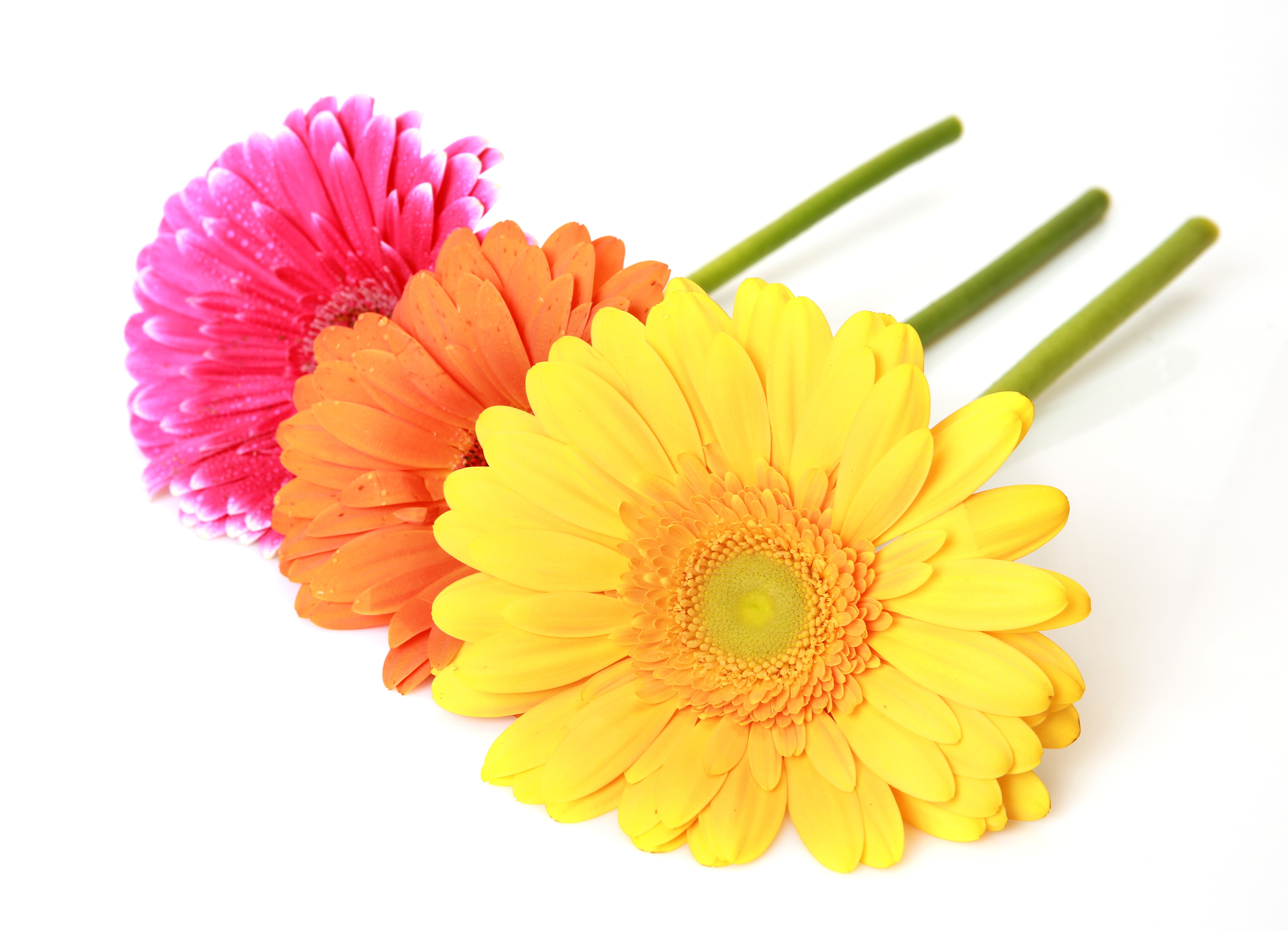 Download mobile wallpaper Flowers, Flower, Earth, Gerbera, Yellow Flower, Pink Flower, Orange Flower for free.